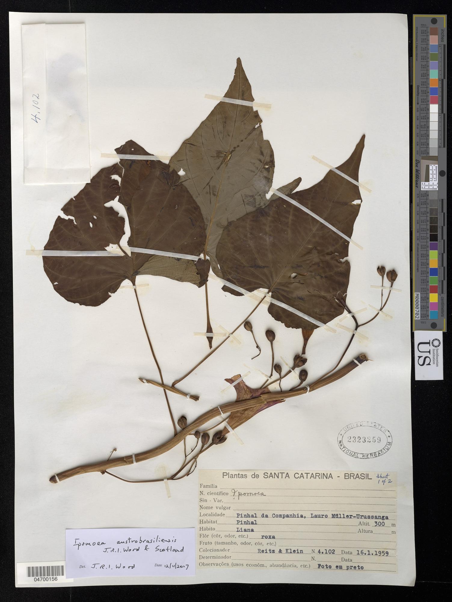 Ipomoea austrobrasiliensis
