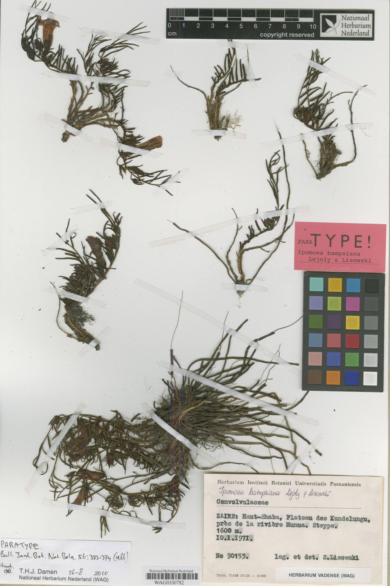 Ipomoea bampsiana