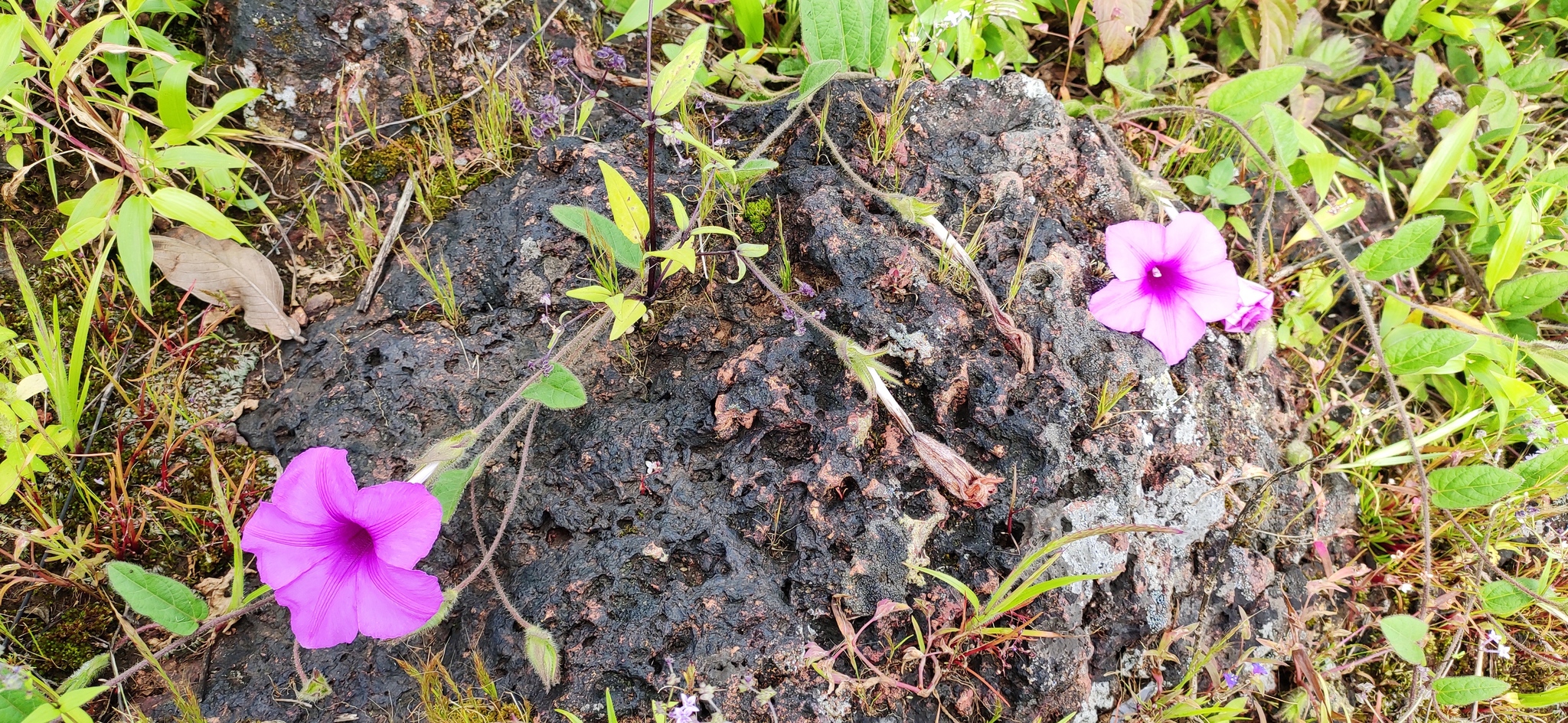 Ipomoea barlerioides