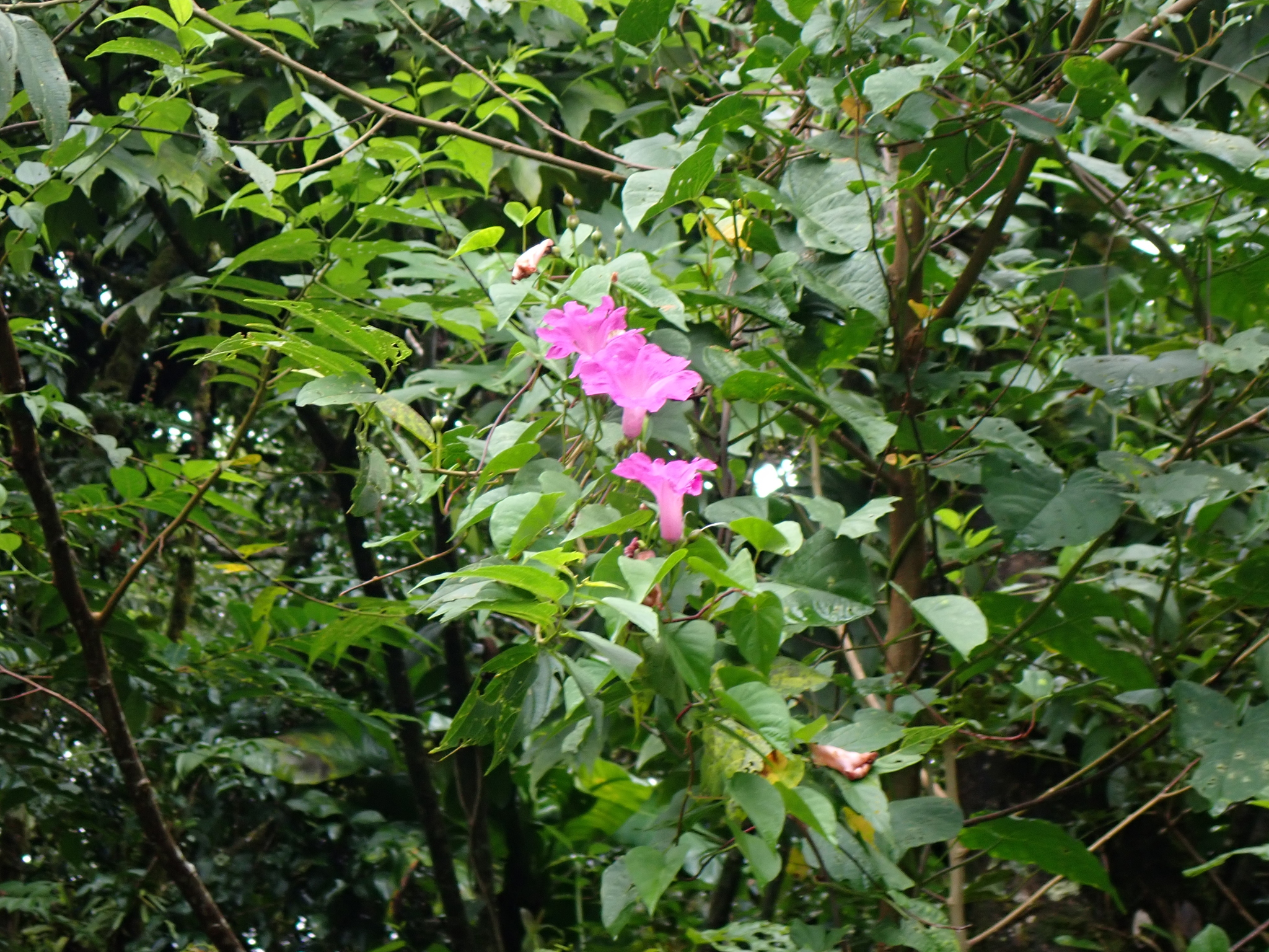 Ipomoea batatoides