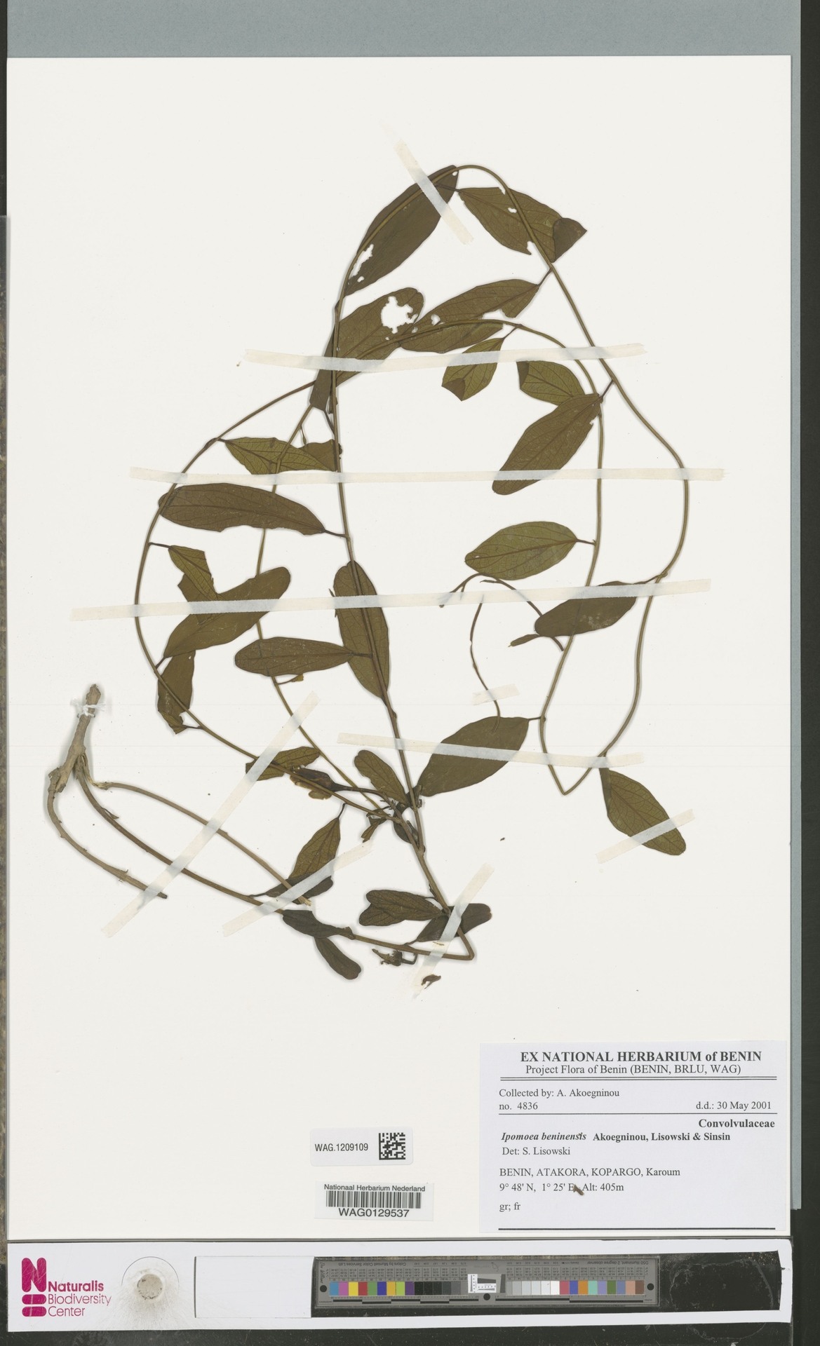 Ipomoea beninensis