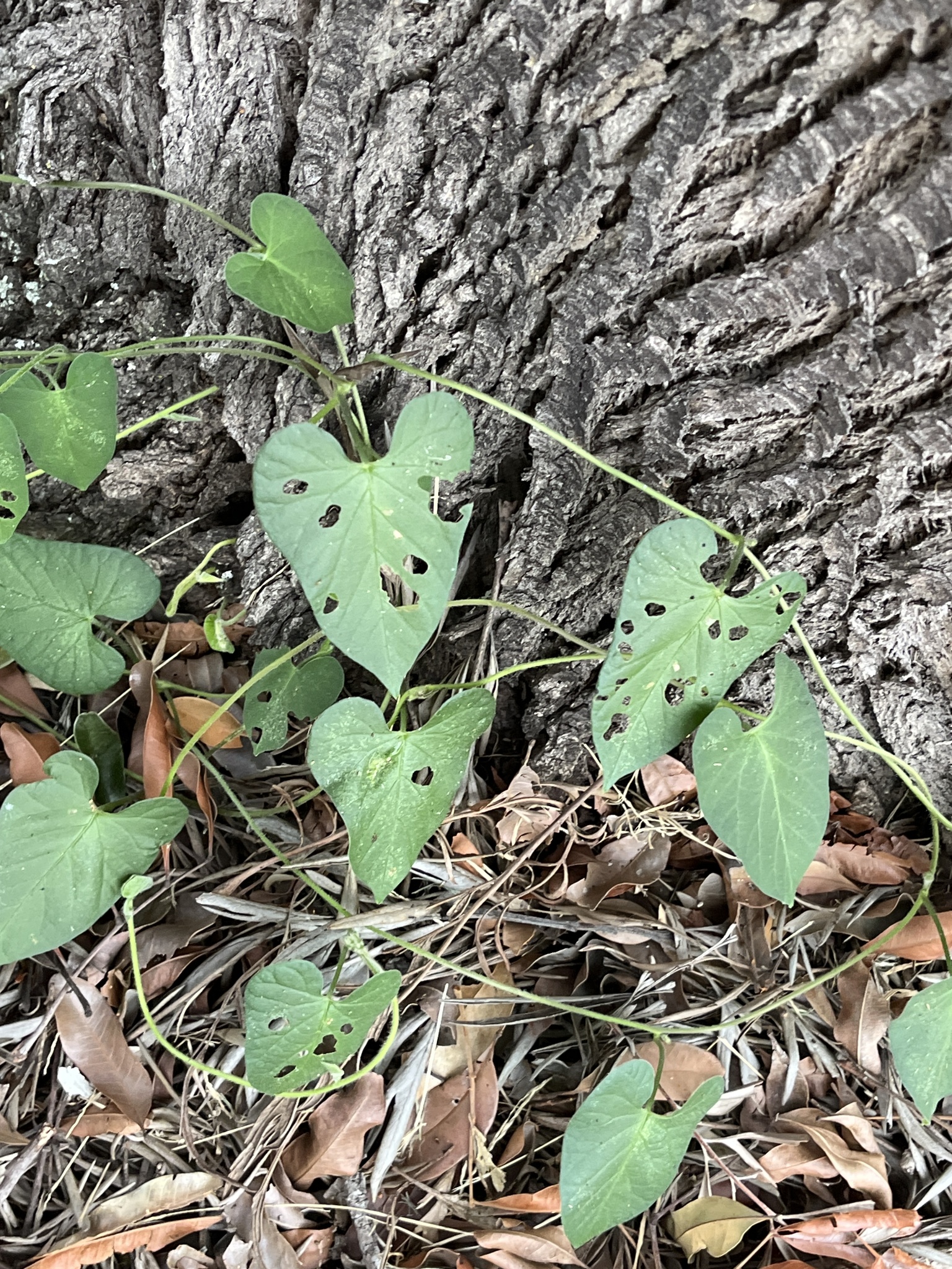 Ipomoea biflora