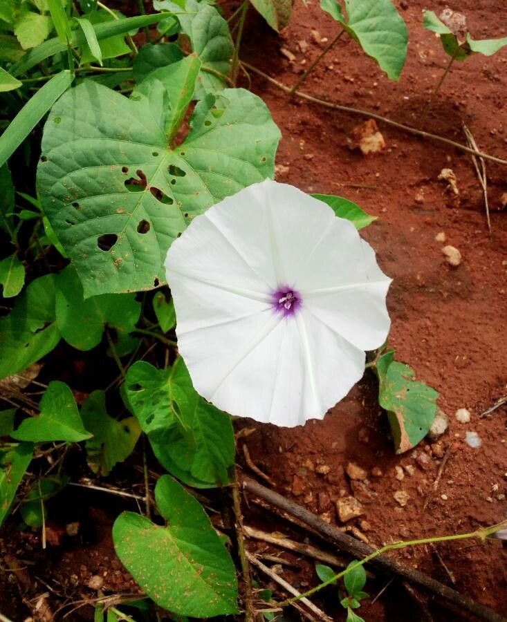 Ipomoea blepharophylla