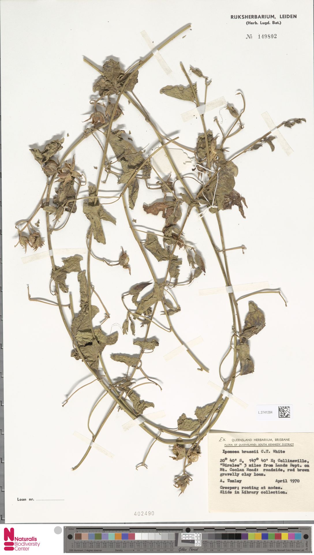 Ipomoea brassii