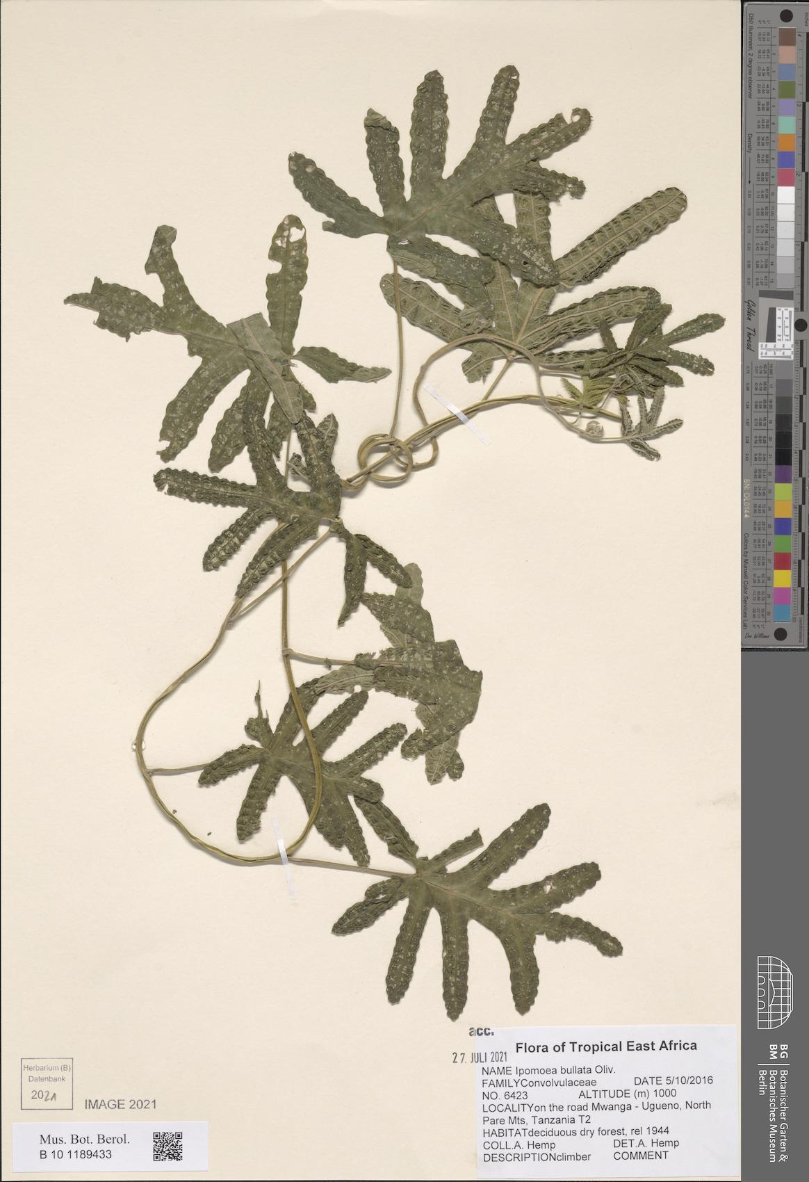 Ipomoea bullata