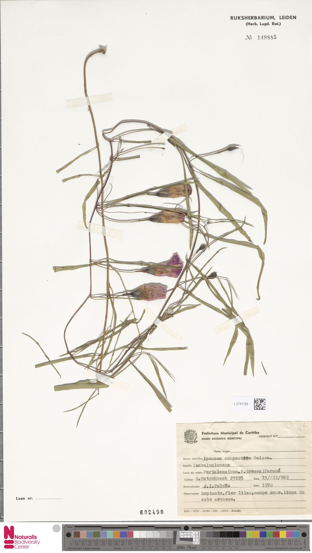 Ipomoea campestris