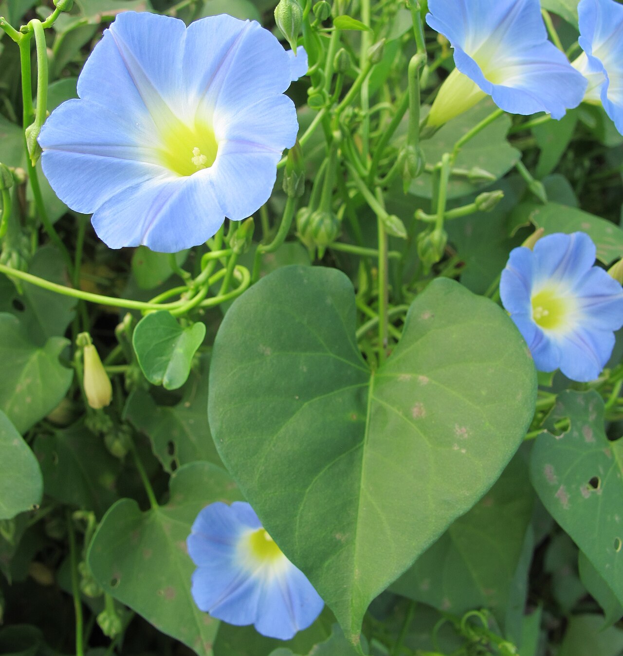 Ipomoea cardiophylla