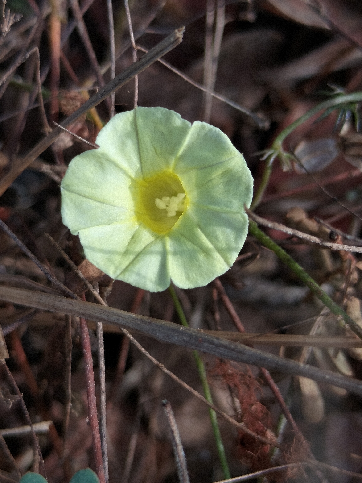Ipomoea chamelana