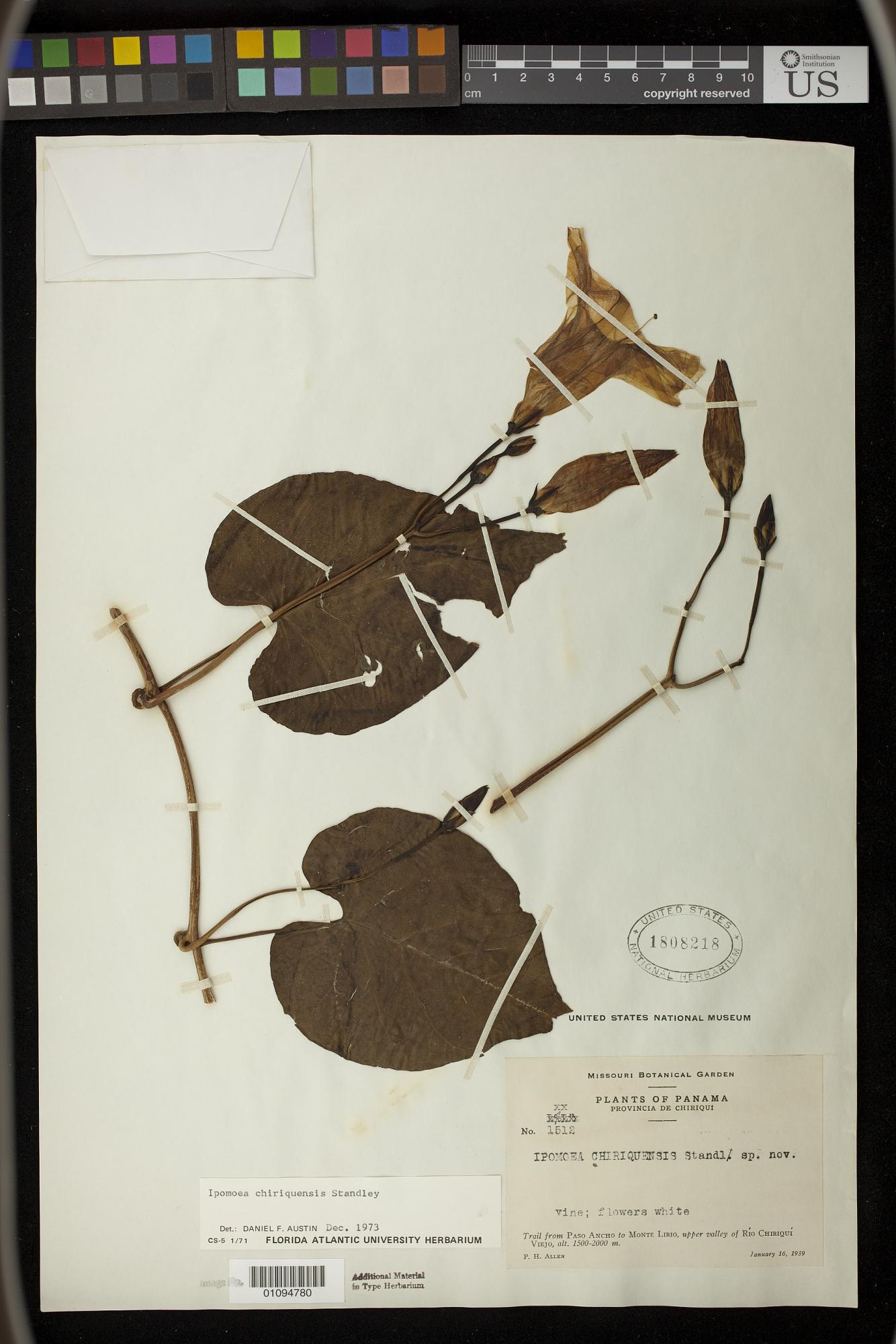 Ipomoea chiriquiensis