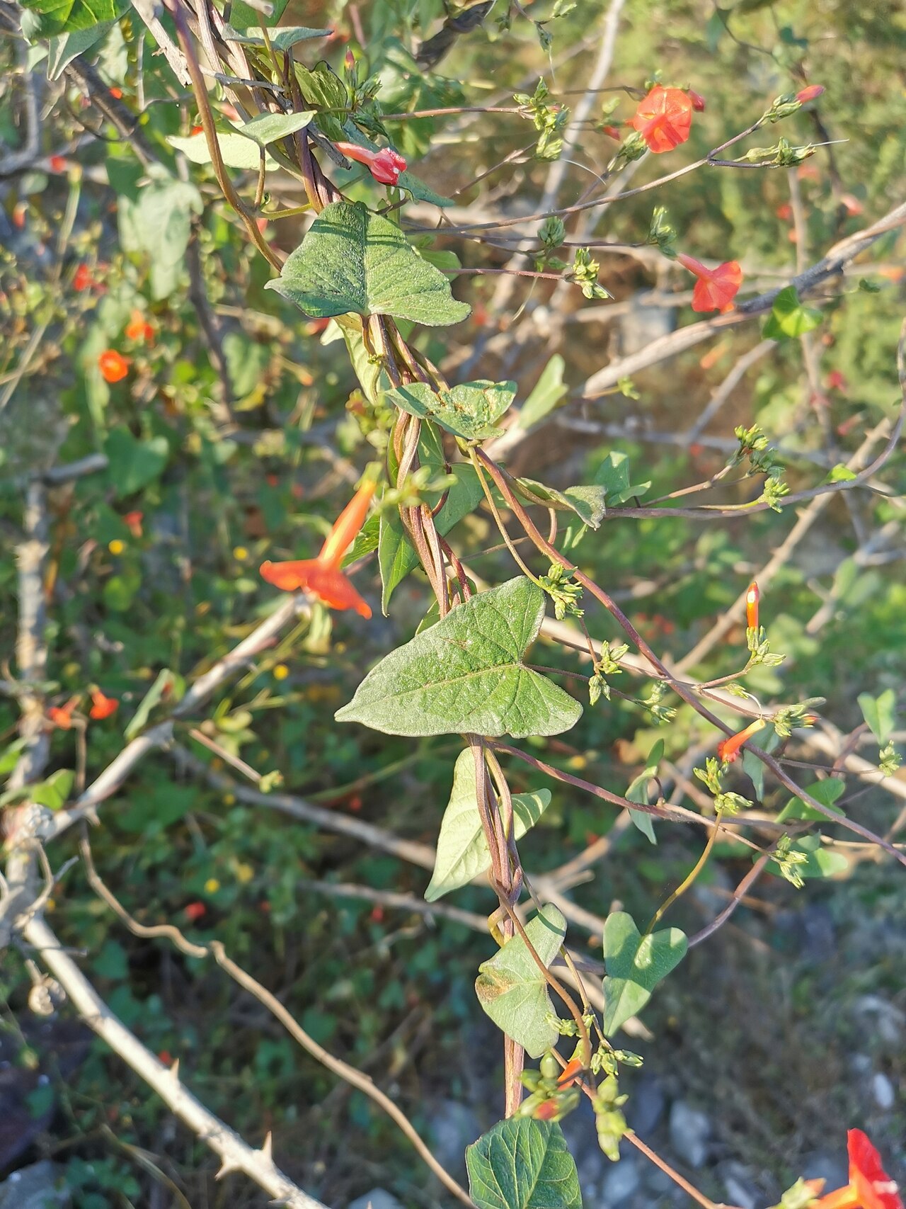 Ipomoea cholulensis