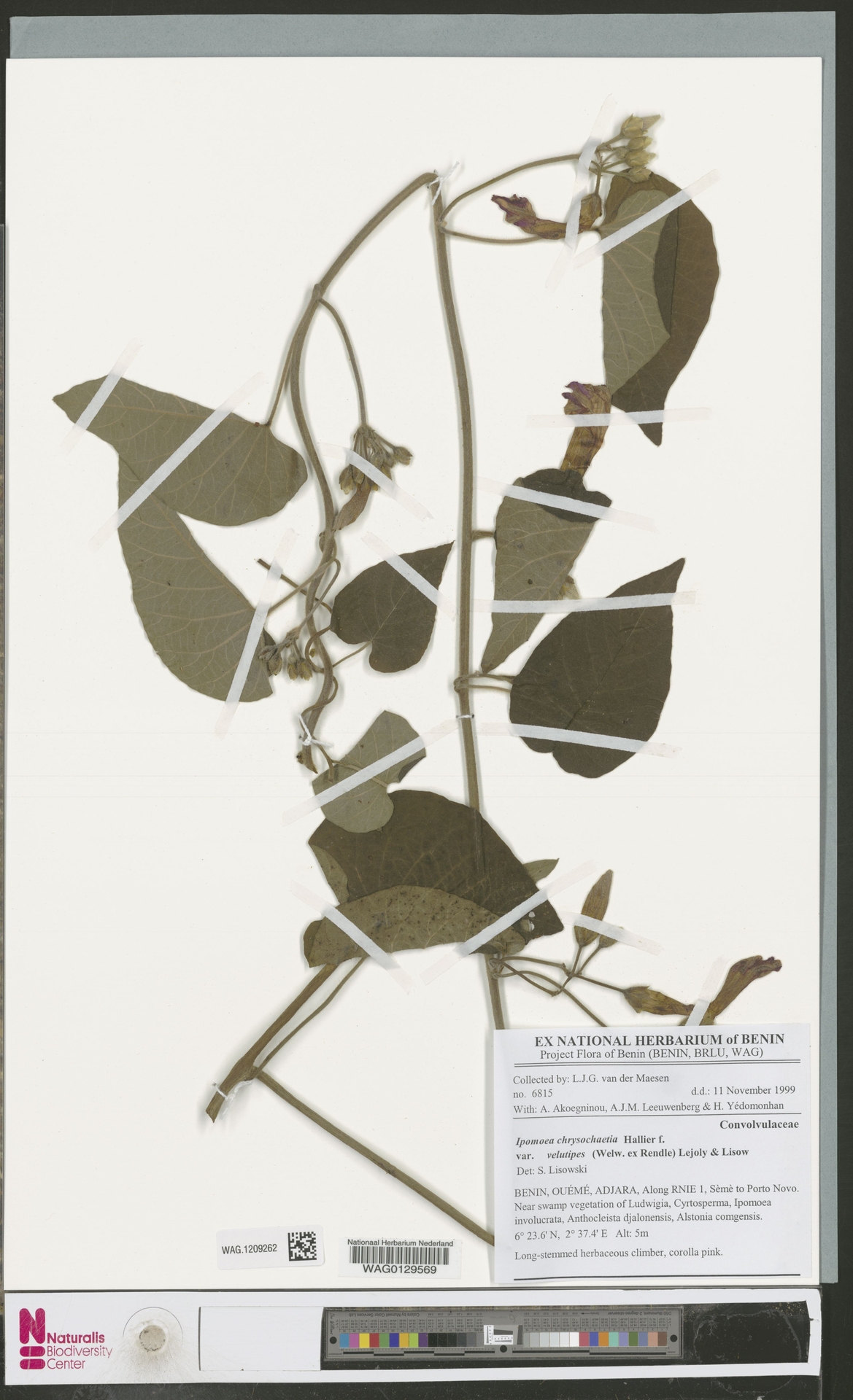 Ipomoea chrysochaetia
