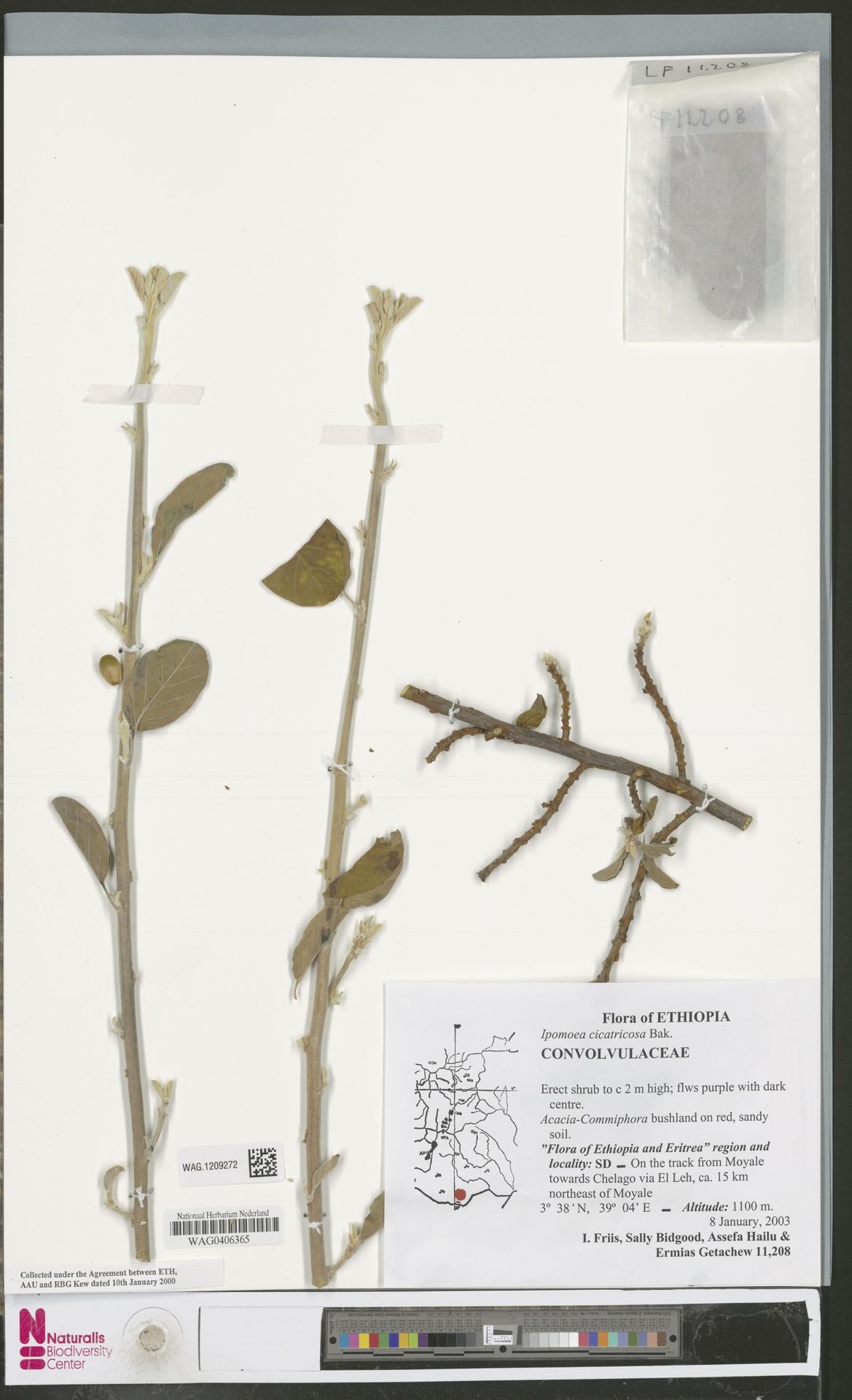 Ipomoea cicatricosa