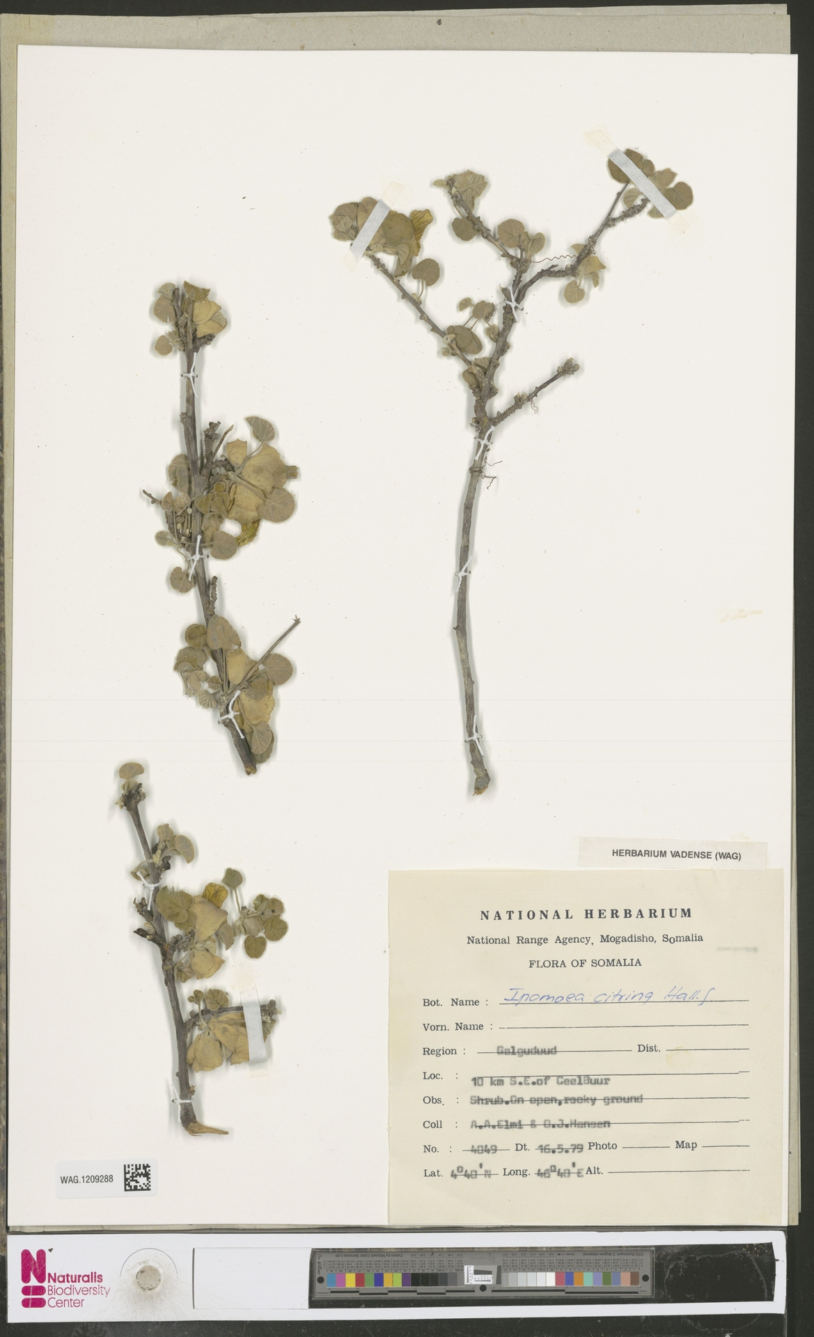 Ipomoea citrina
