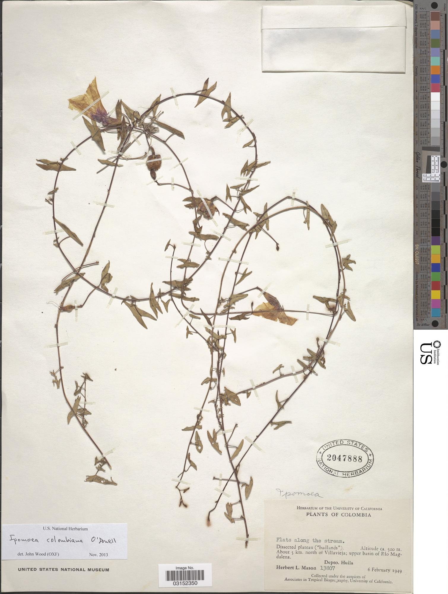 Ipomoea colombiana