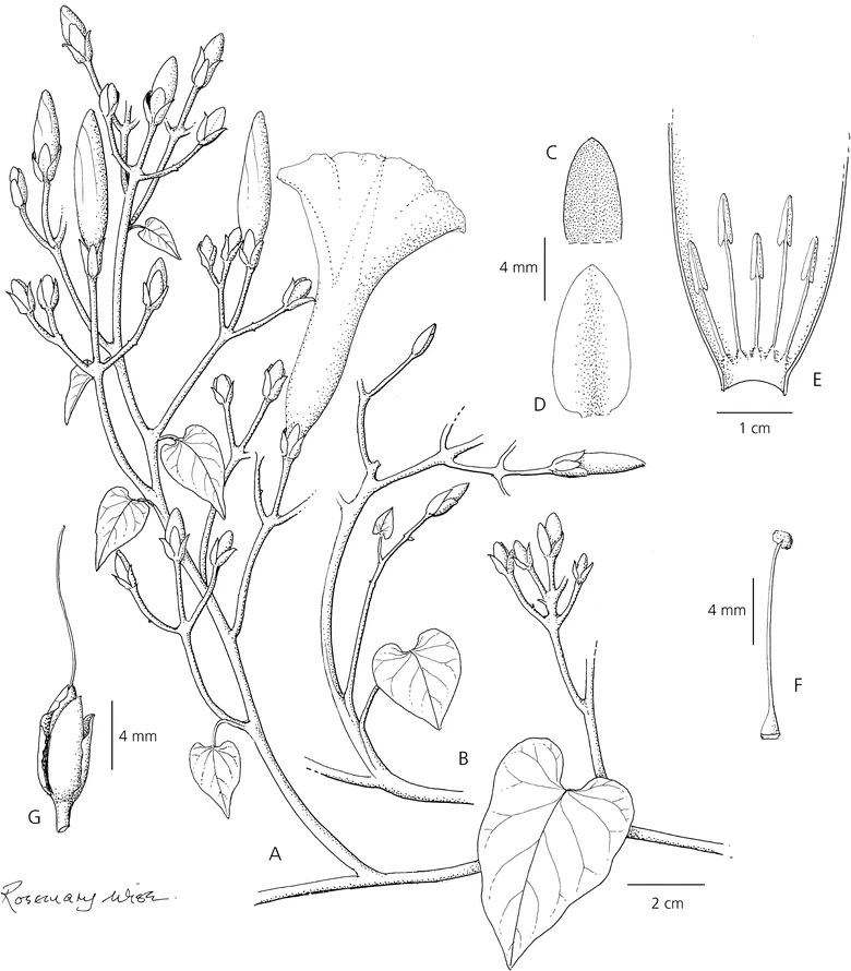 Ipomoea connata