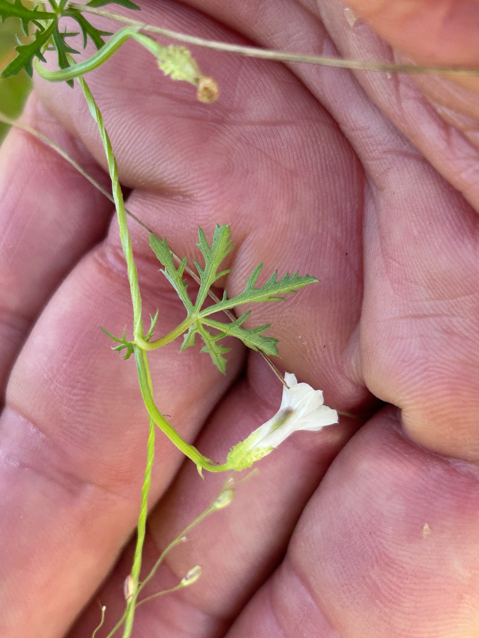 Ipomoea coptica