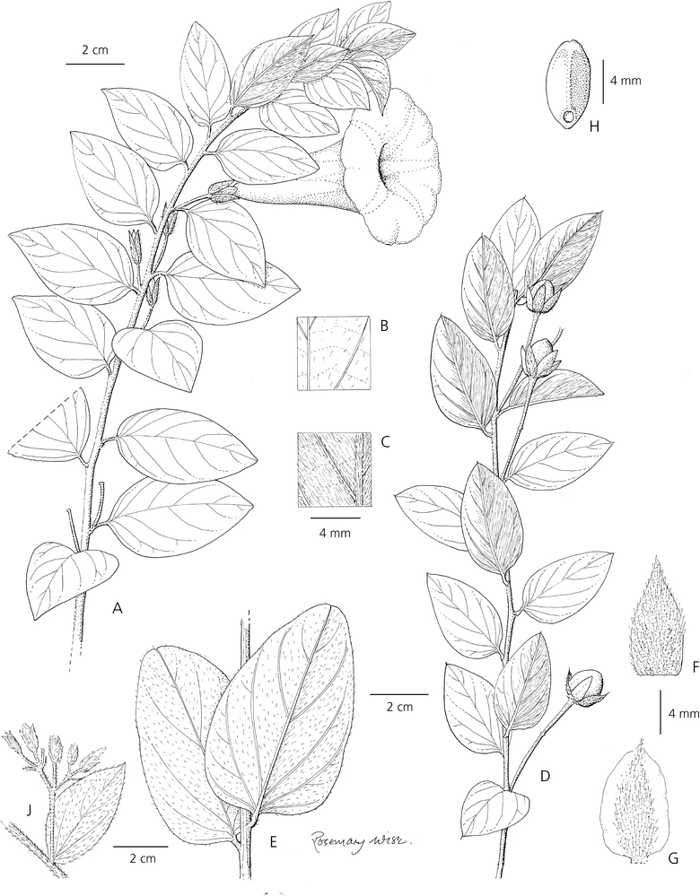 Ipomoea cordillerae