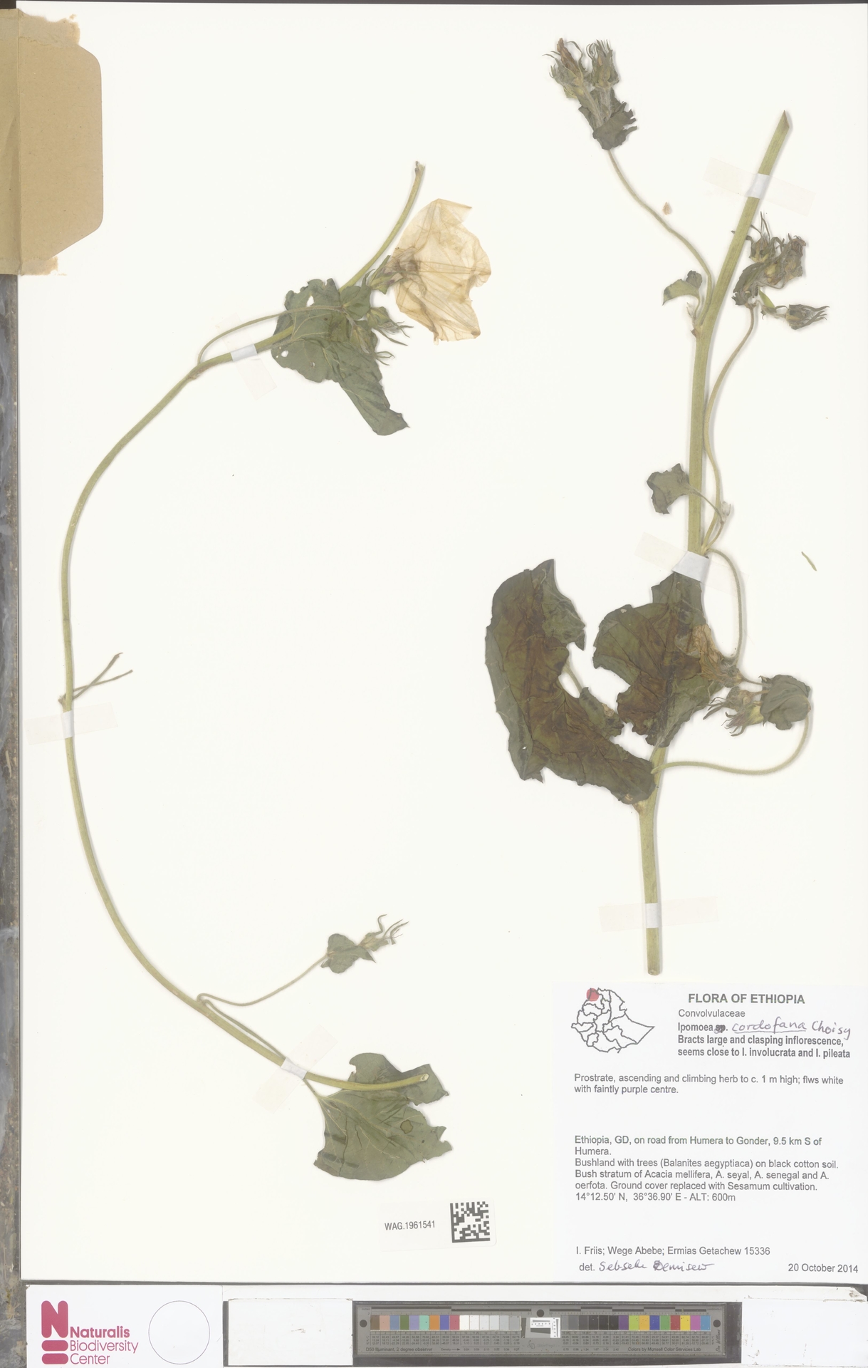 Ipomoea cordofana