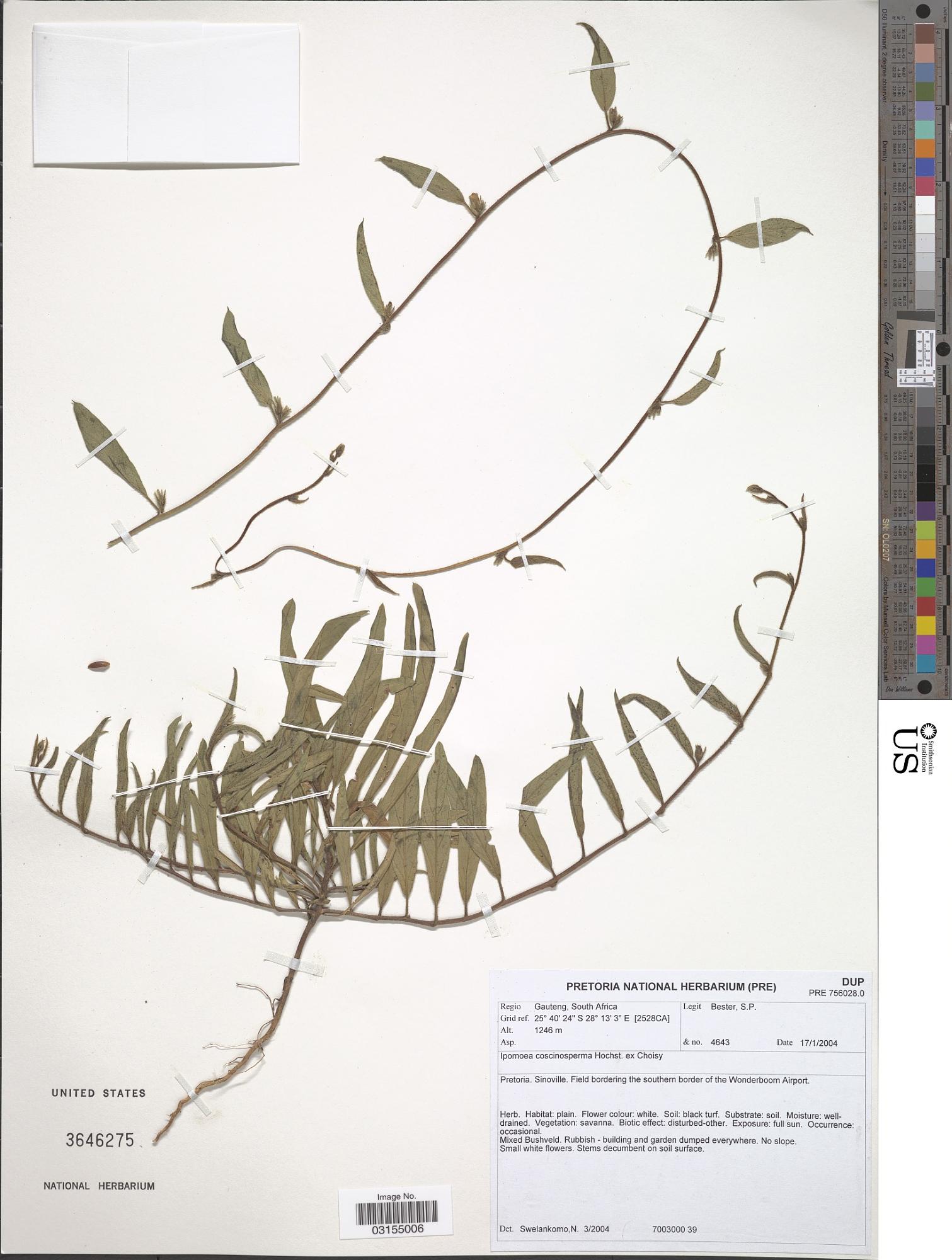 Ipomoea coscinosperma