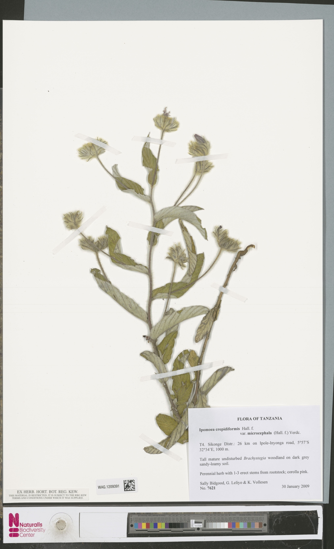 Ipomoea crepidiformis