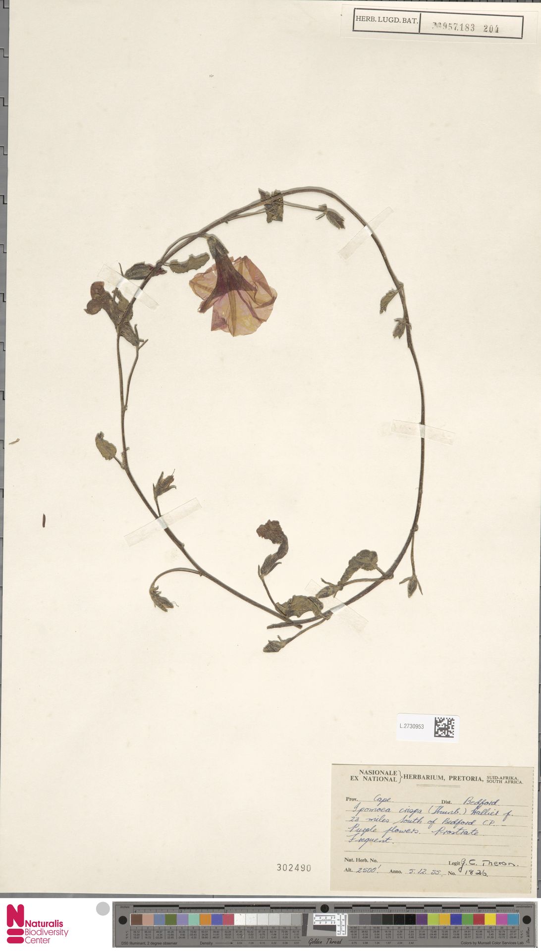 Ipomoea crispa