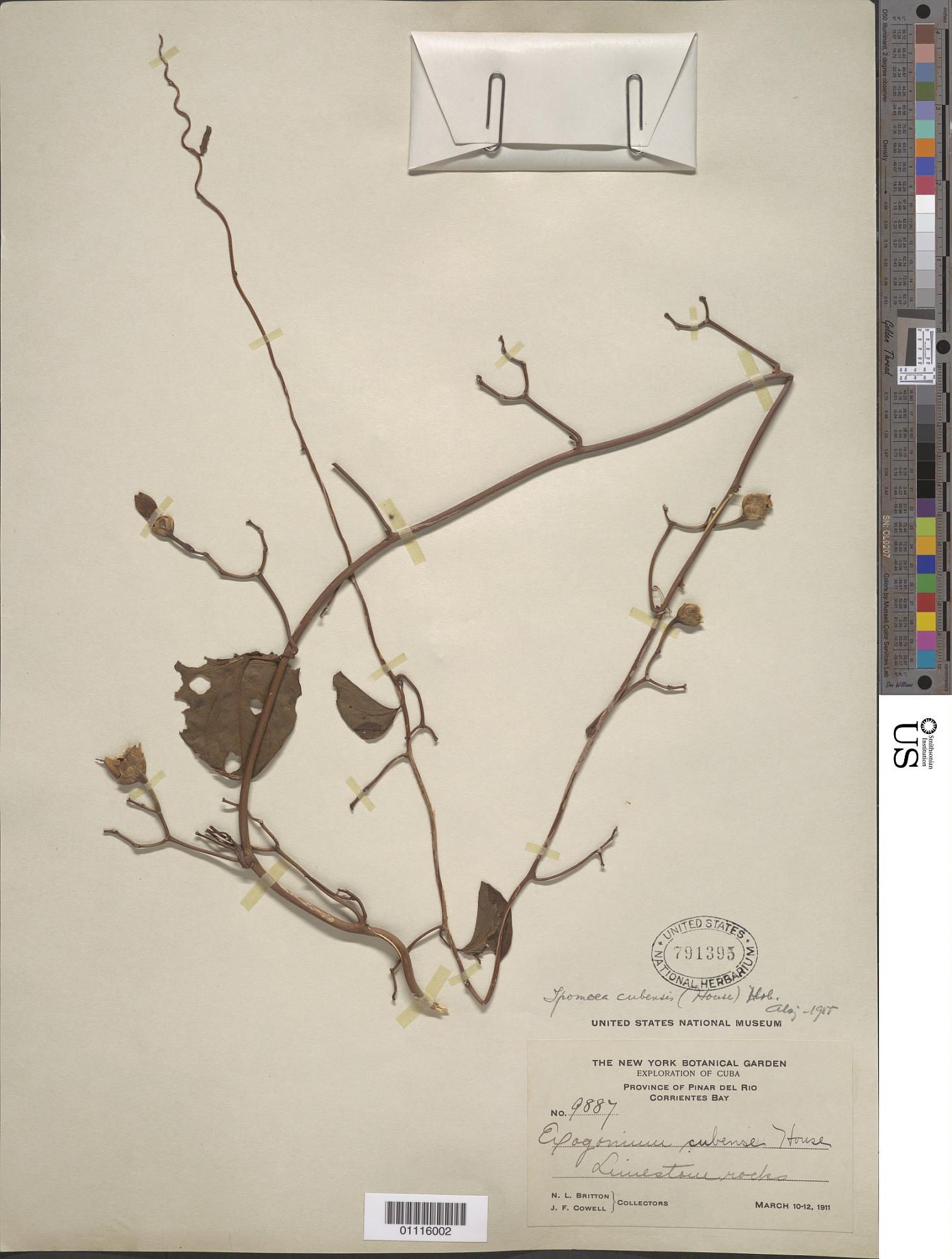 Ipomoea cubensis