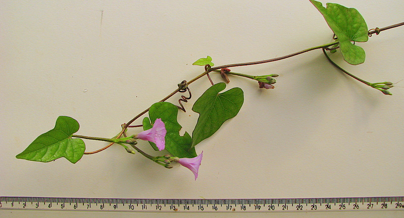 Ipomoea cynanchifolia