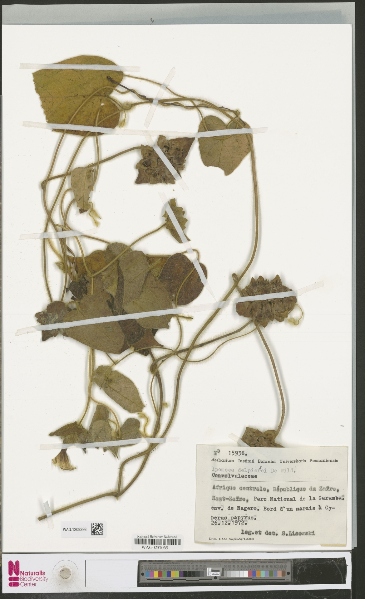 Ipomoea delpierrei
