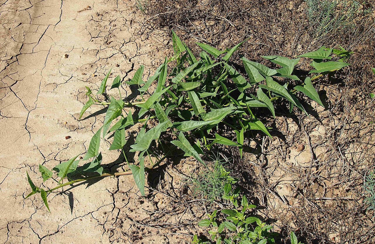 Ipomoea diamantinensis