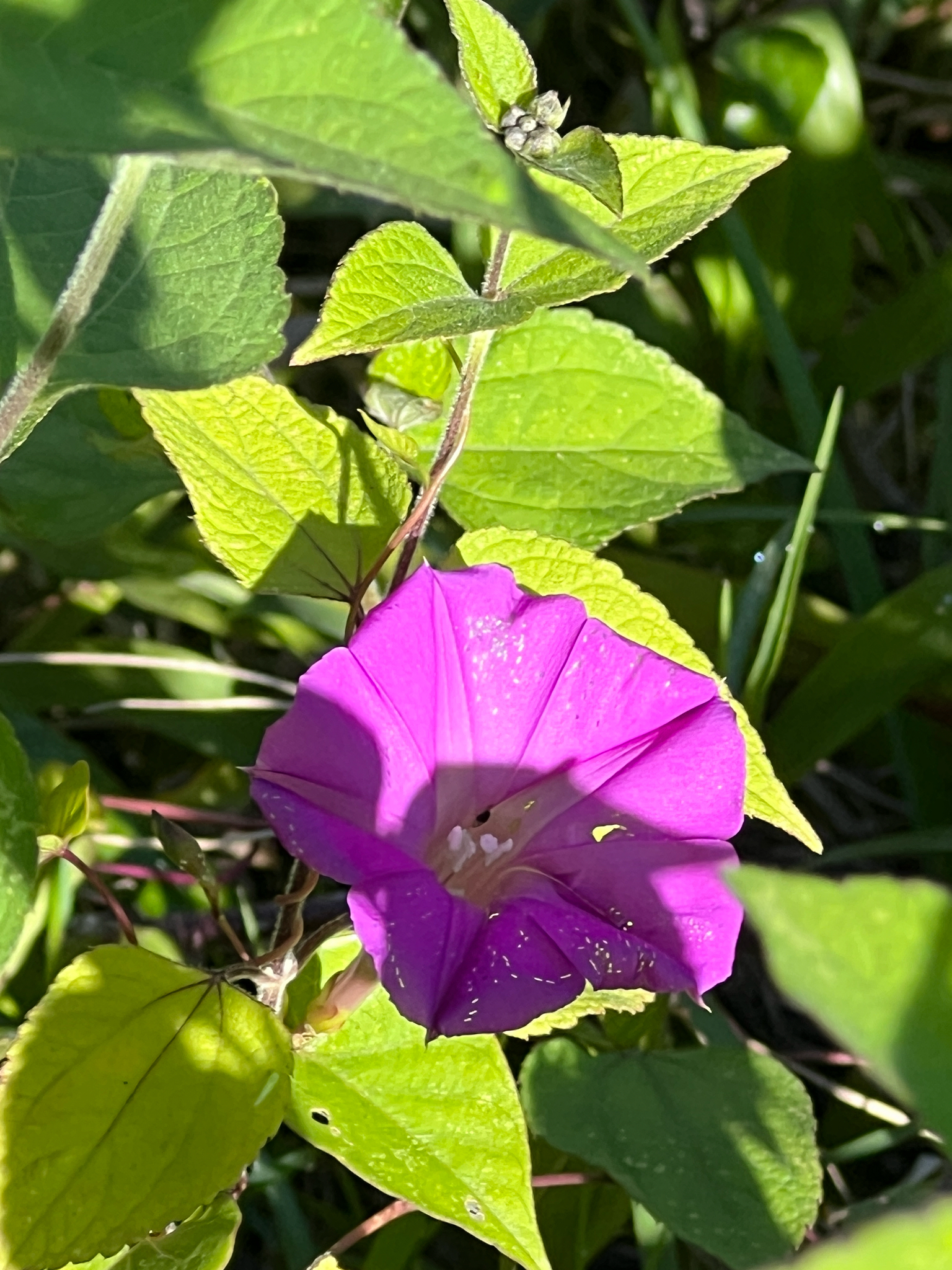 Ipomoea dumosa