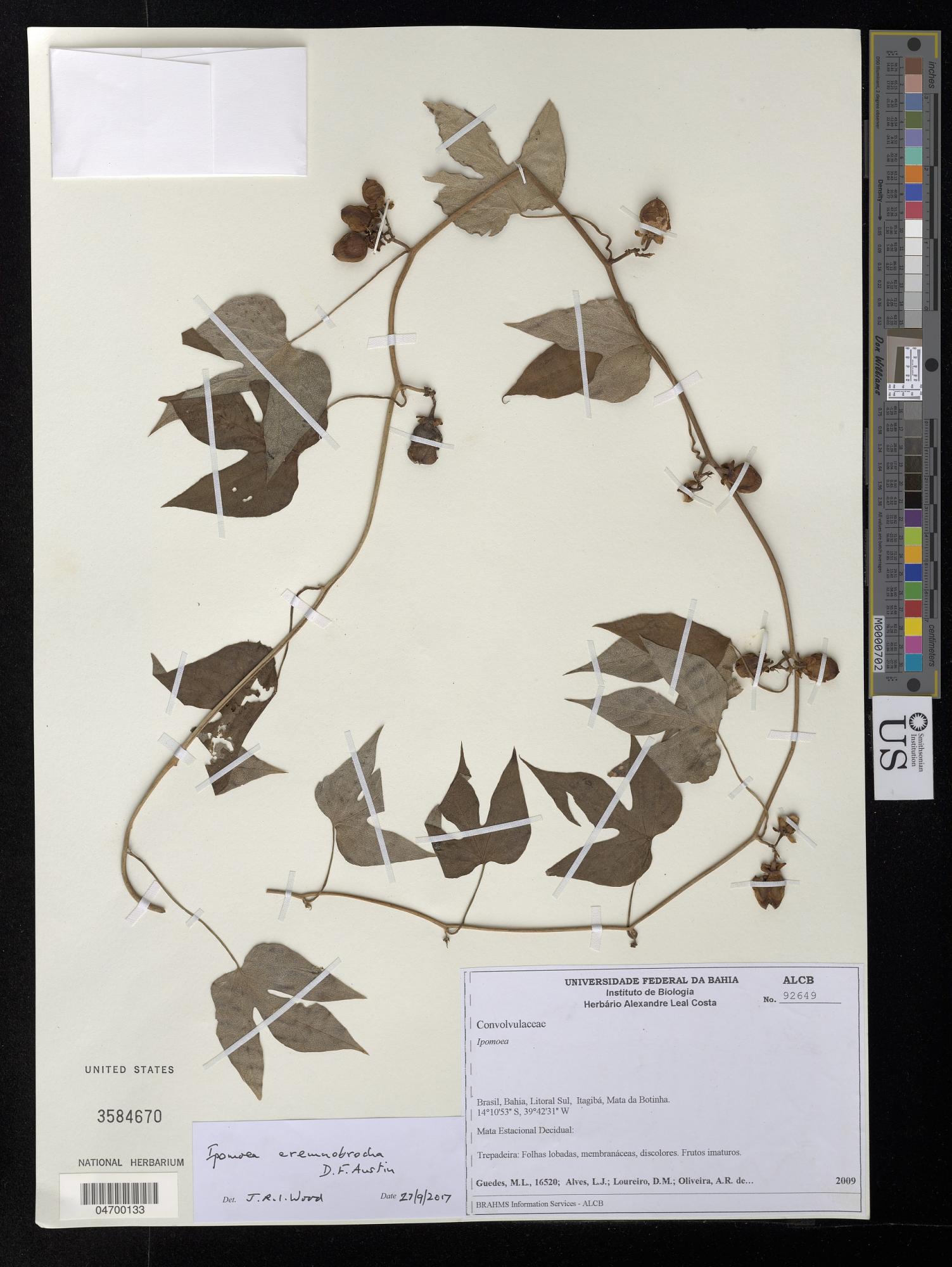 Ipomoea eremnobrocha