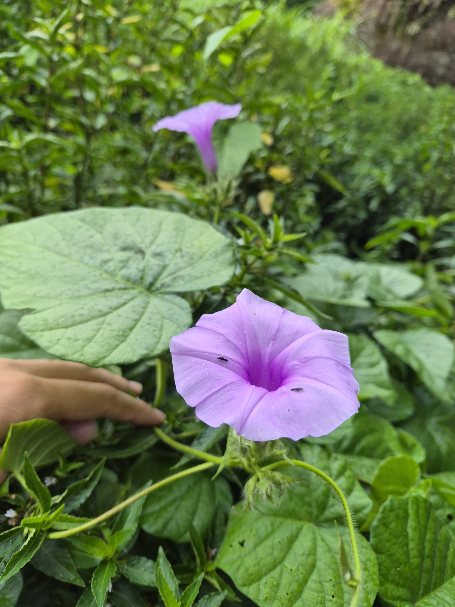 Ipomoea eriocalyx