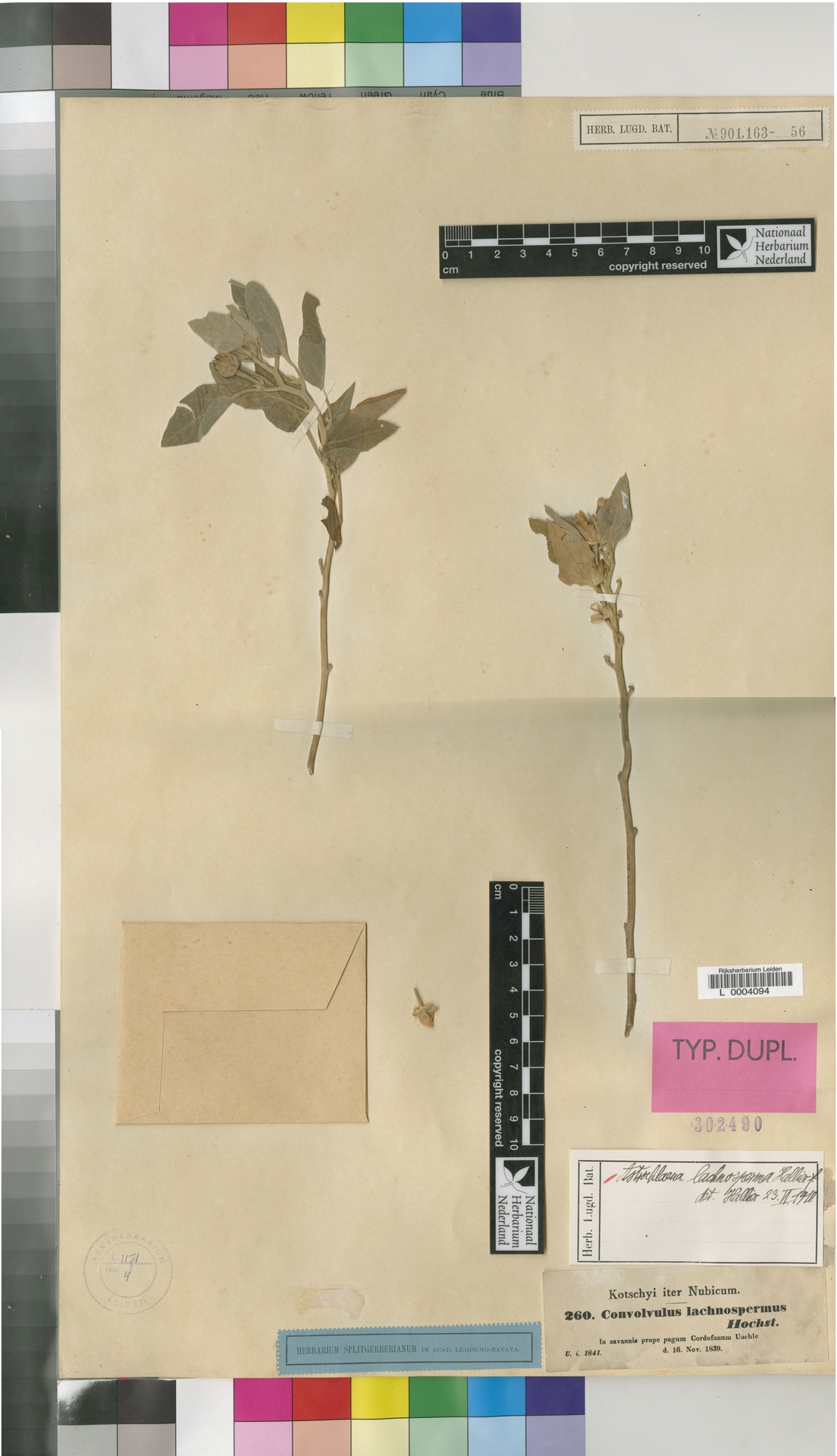 Ipomoea eurysepala