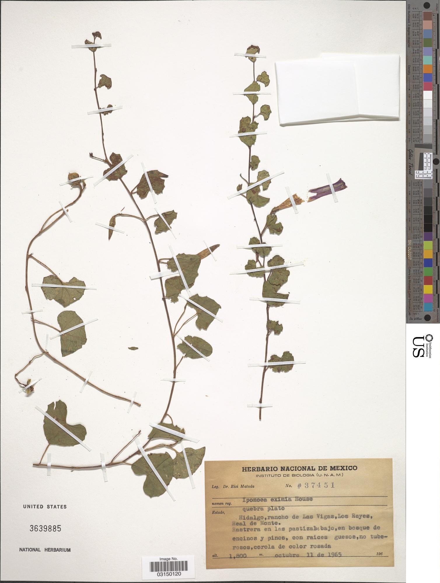 Ipomoea eximia