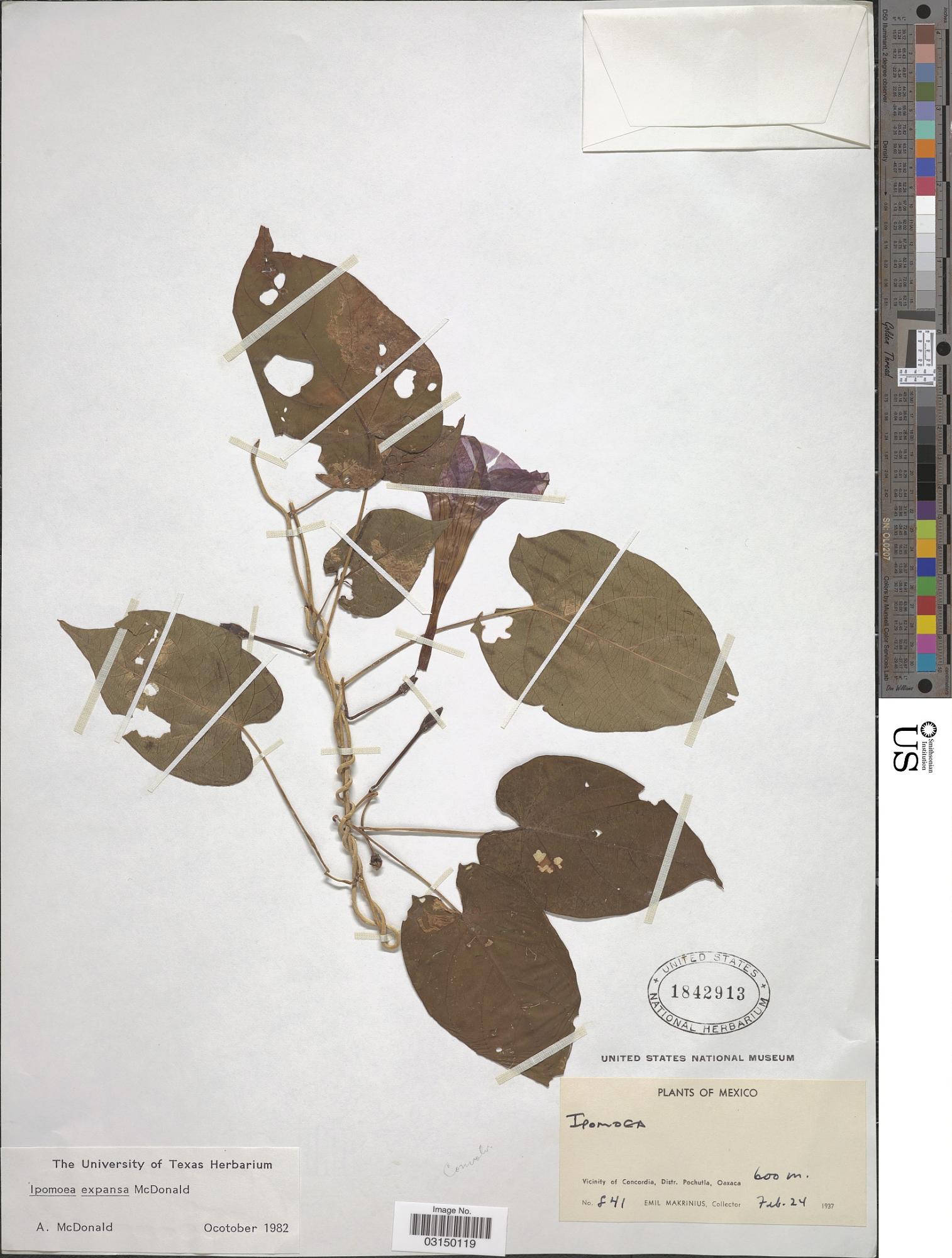 Ipomoea expansa