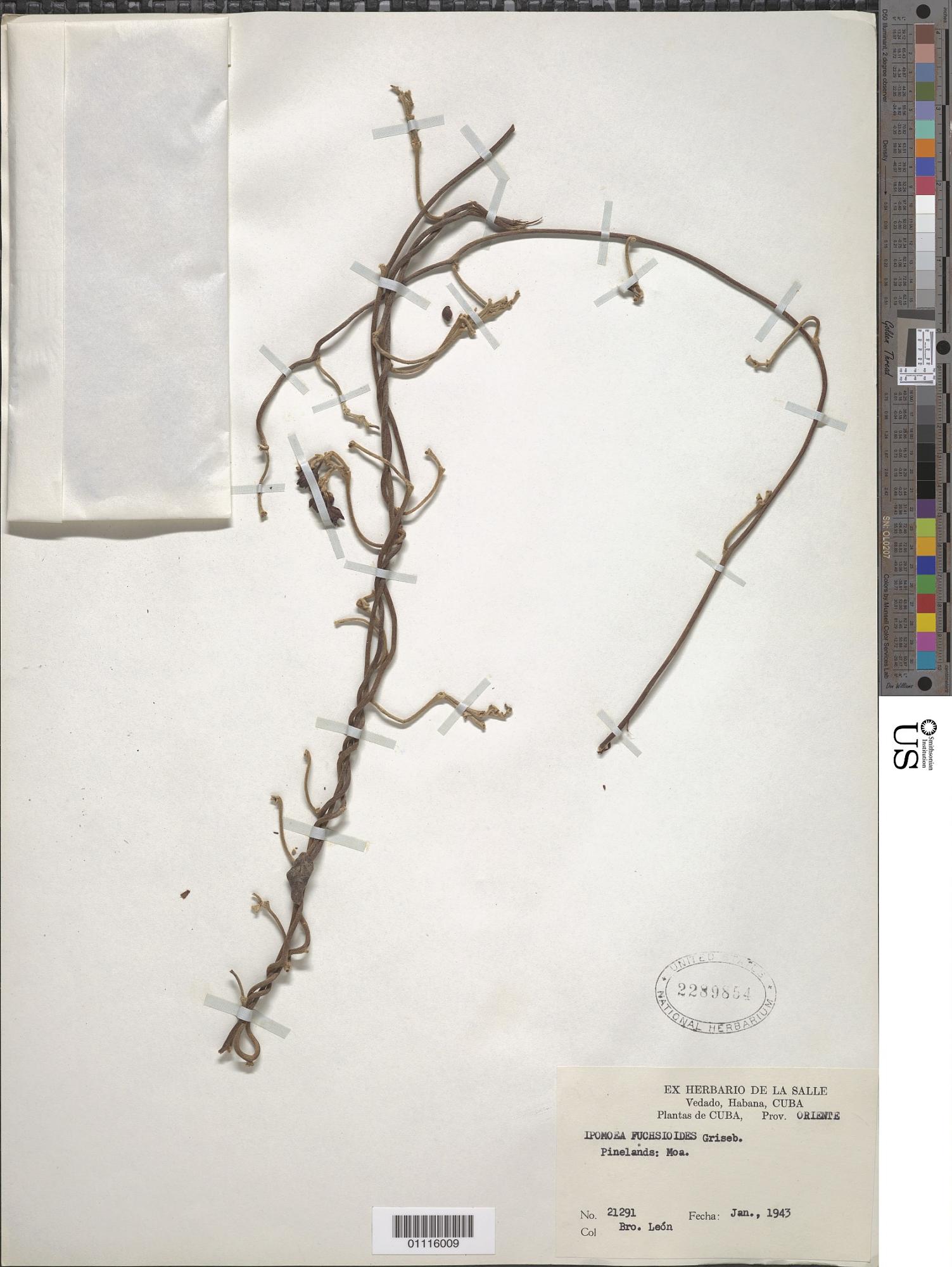 Ipomoea fuchsioides