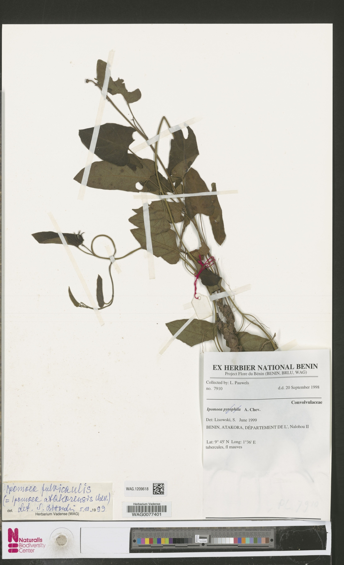Ipomoea fulvicaulis
