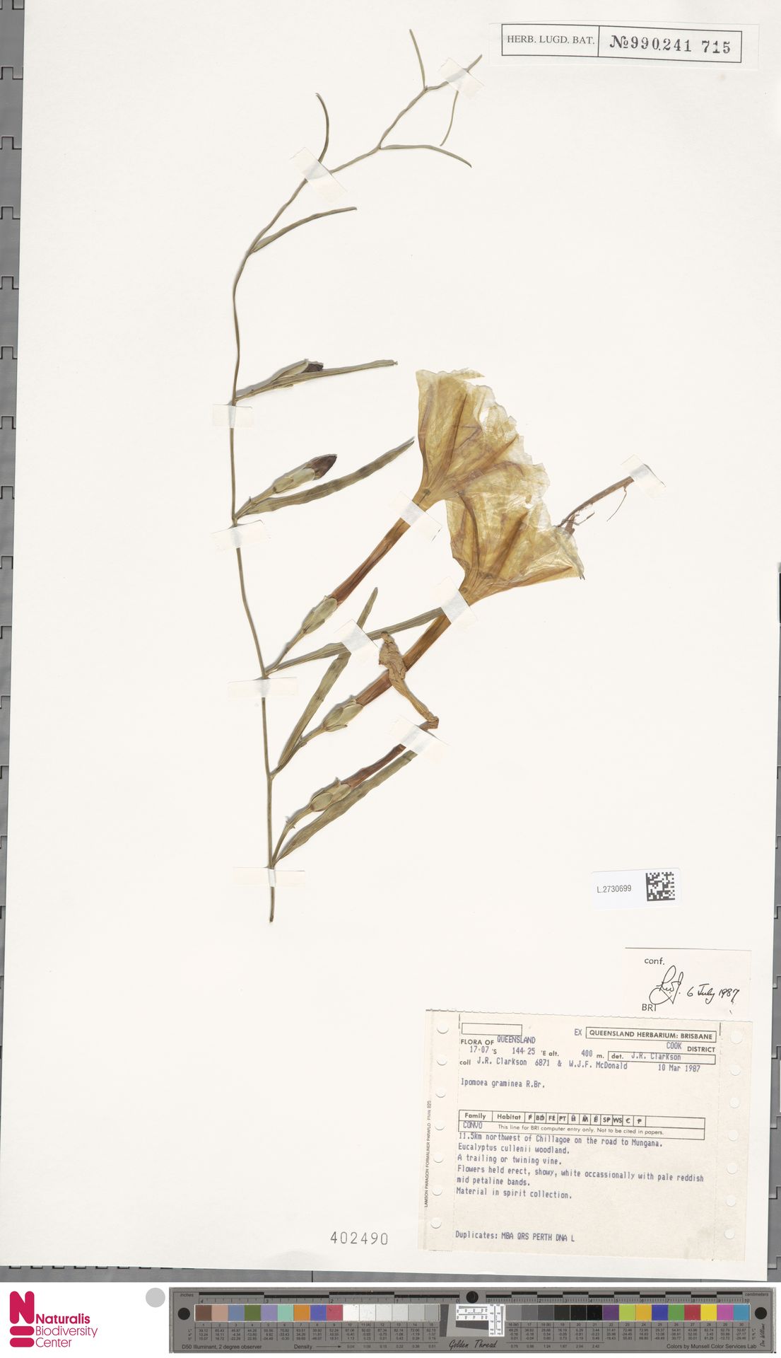 Ipomoea graminea