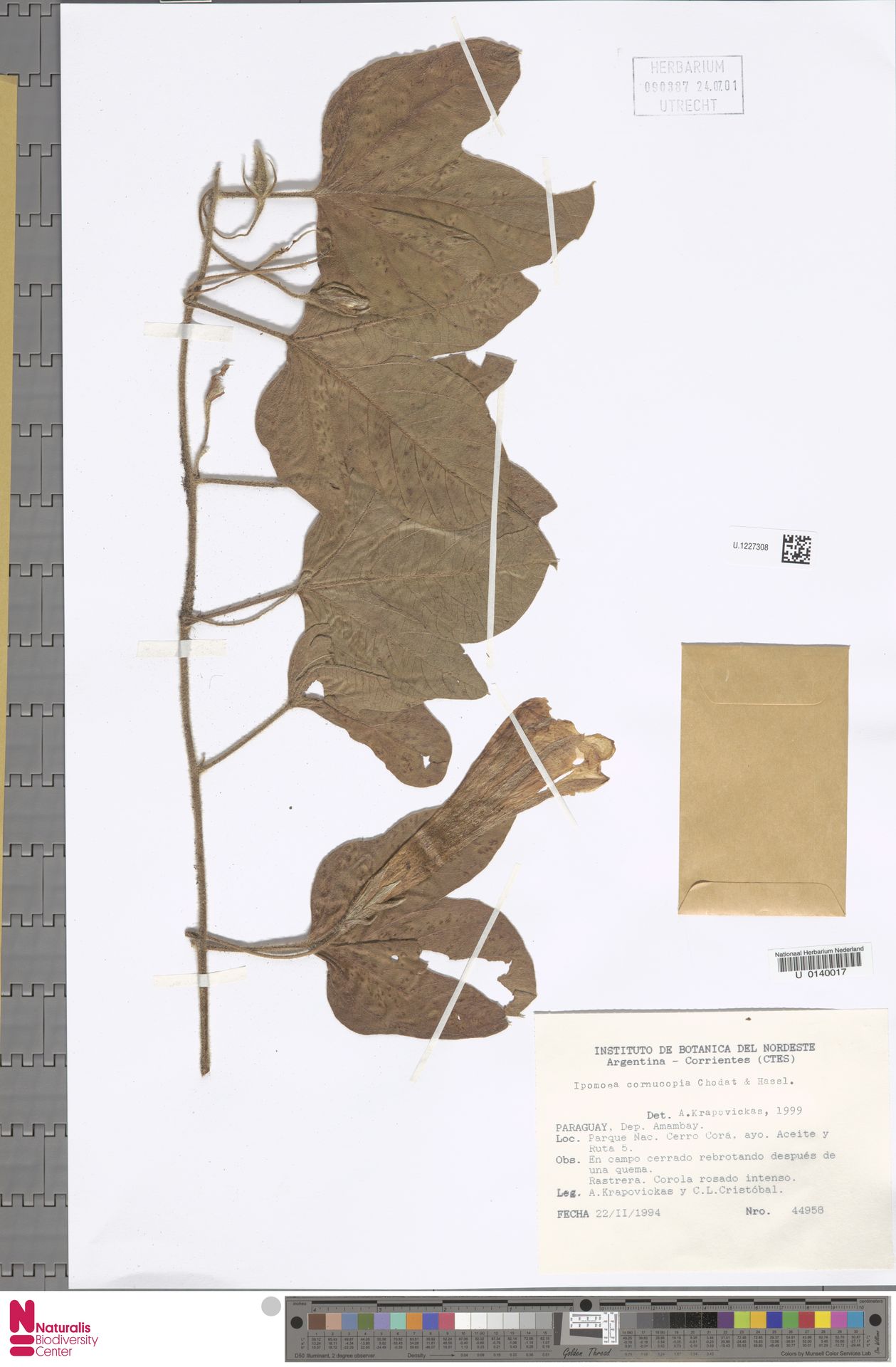 Ipomoea guaranitica