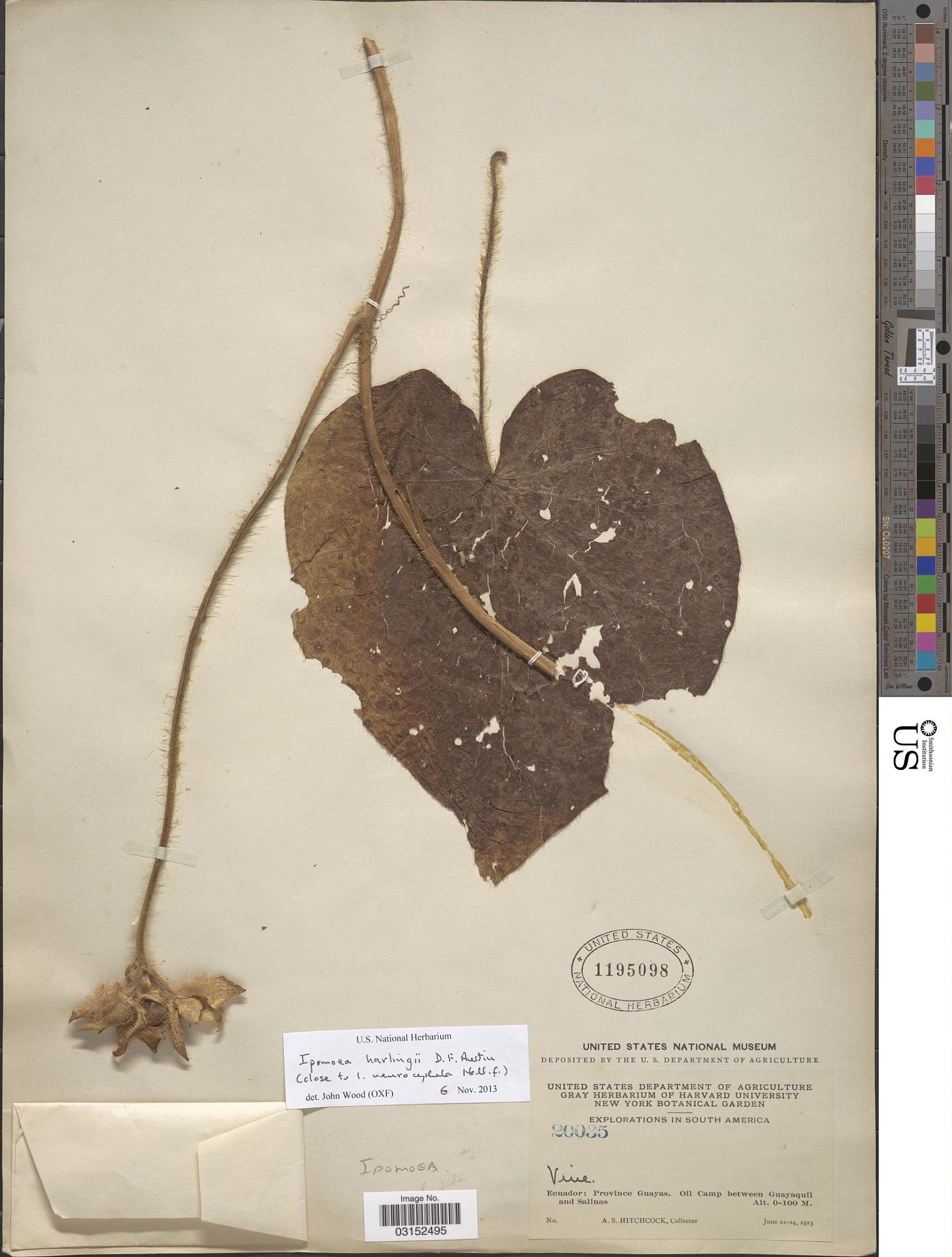 Ipomoea harlingii