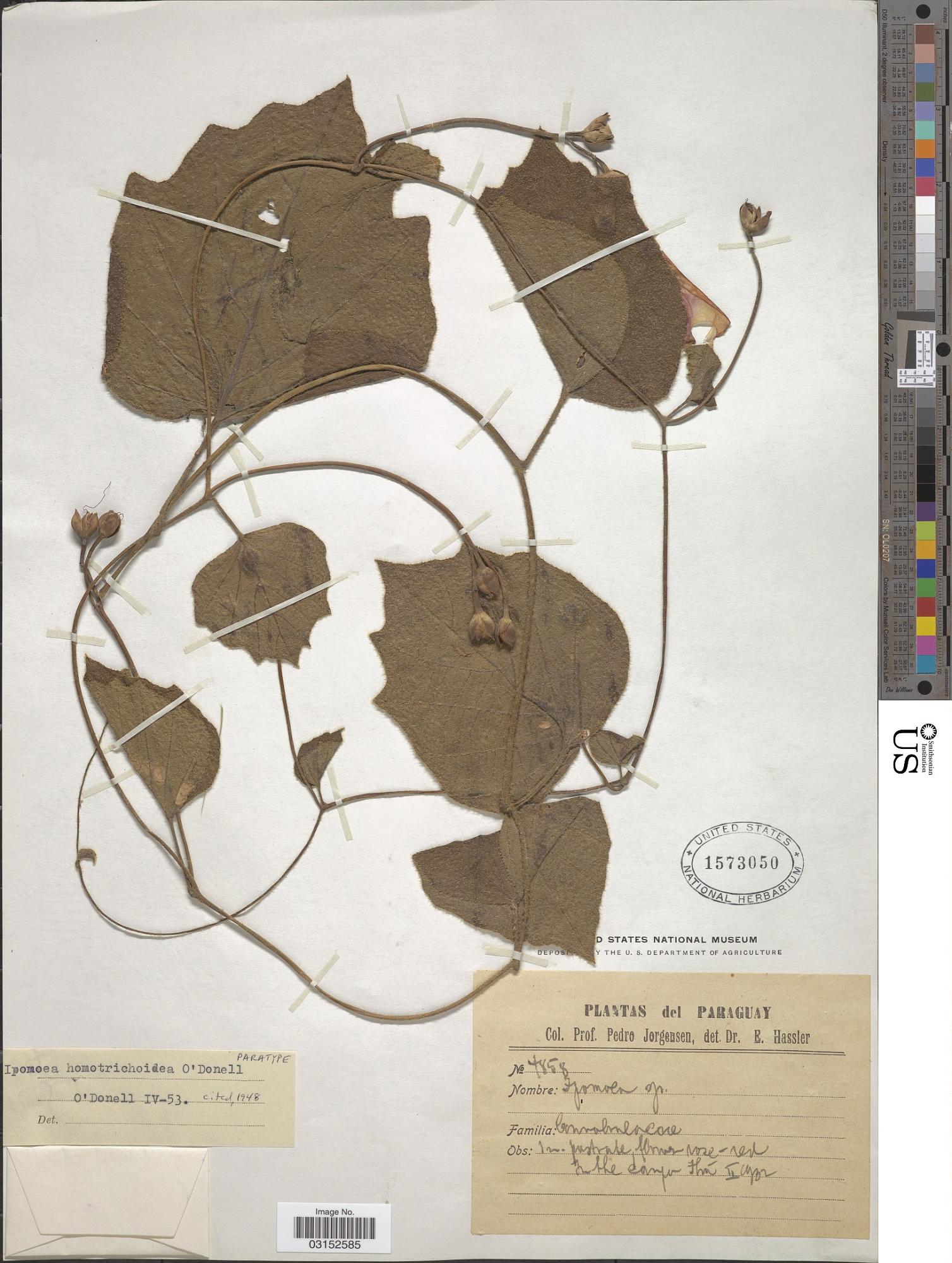 Ipomoea homotrichoidea
