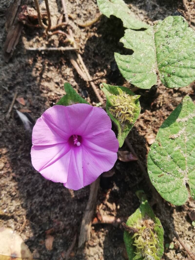 Ipomoea involucrata