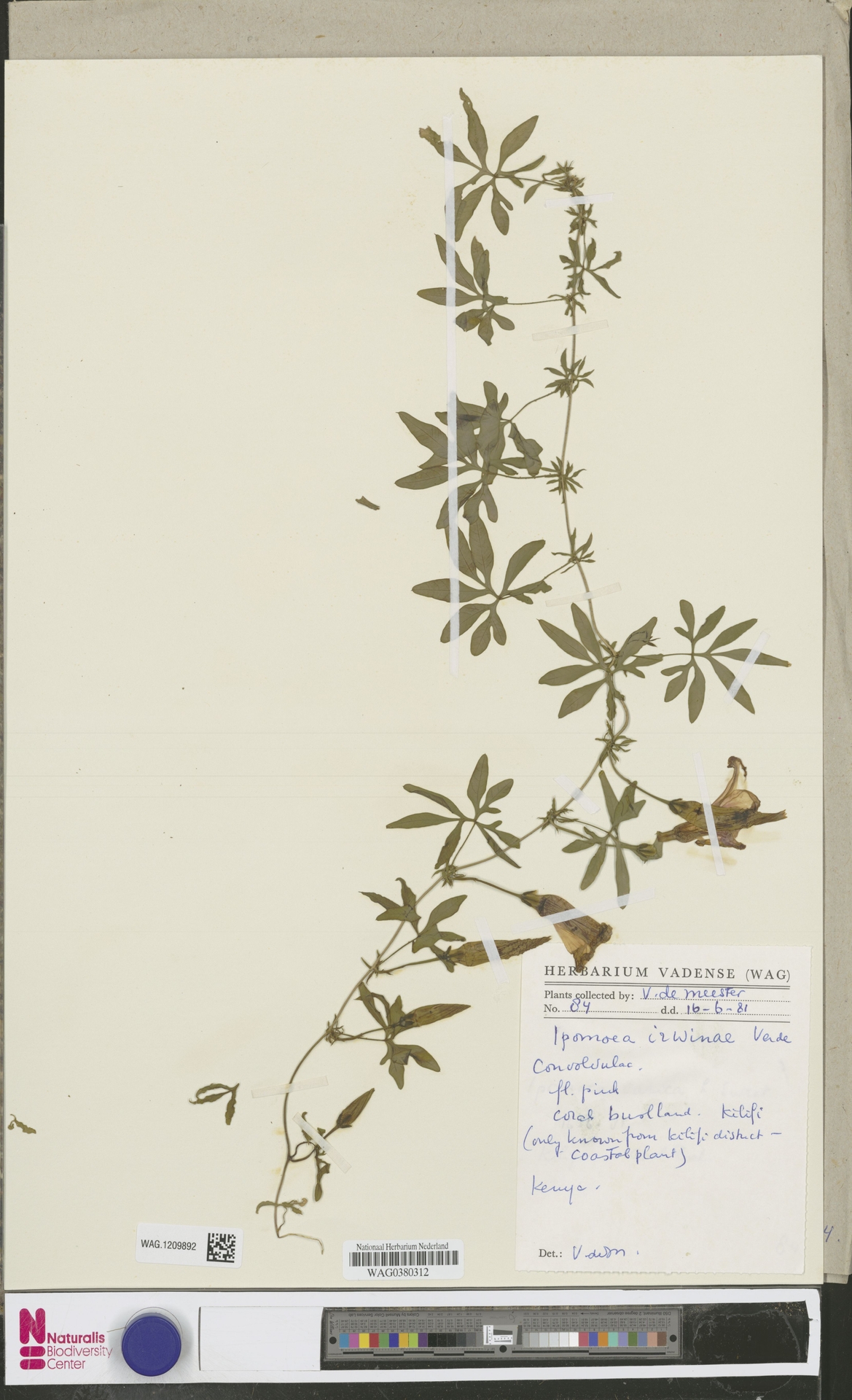 Ipomoea irwinae
