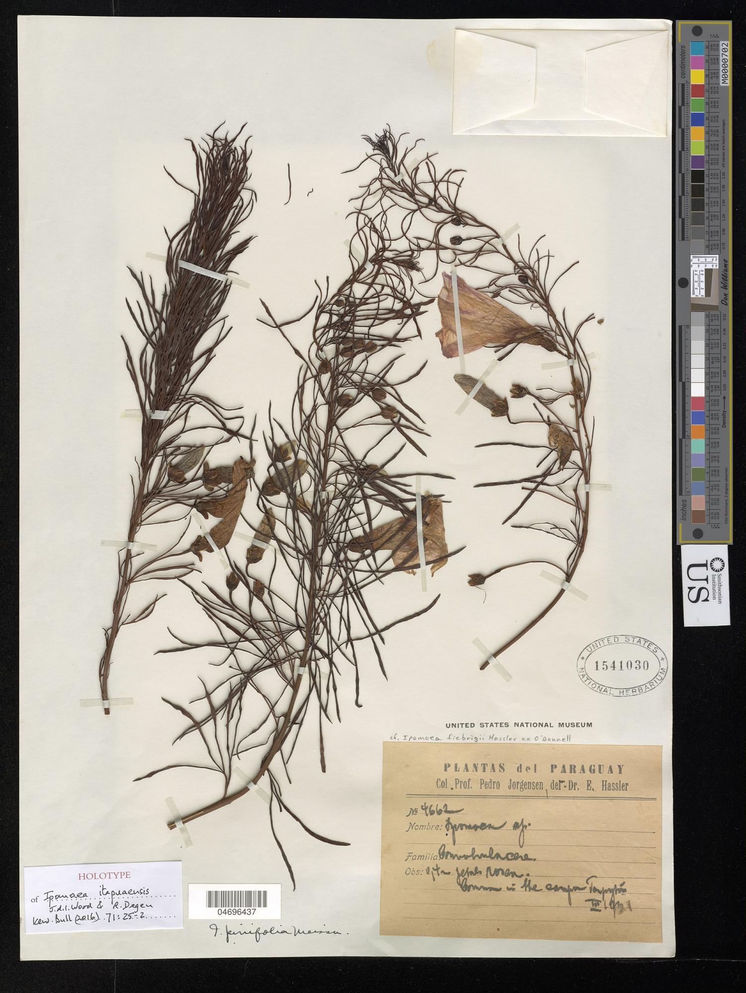 Ipomoea itapuaensis