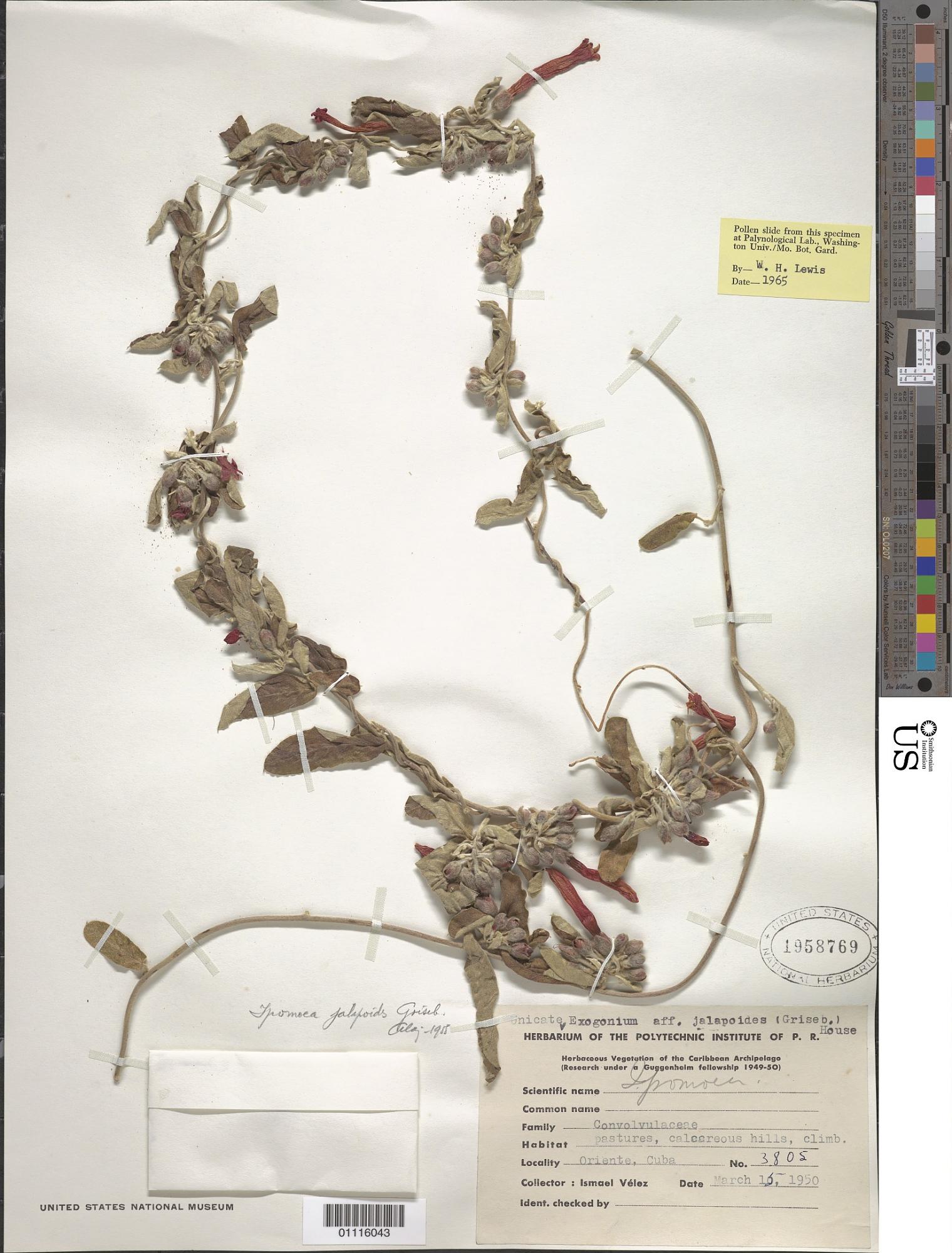 Ipomoea jalapoides