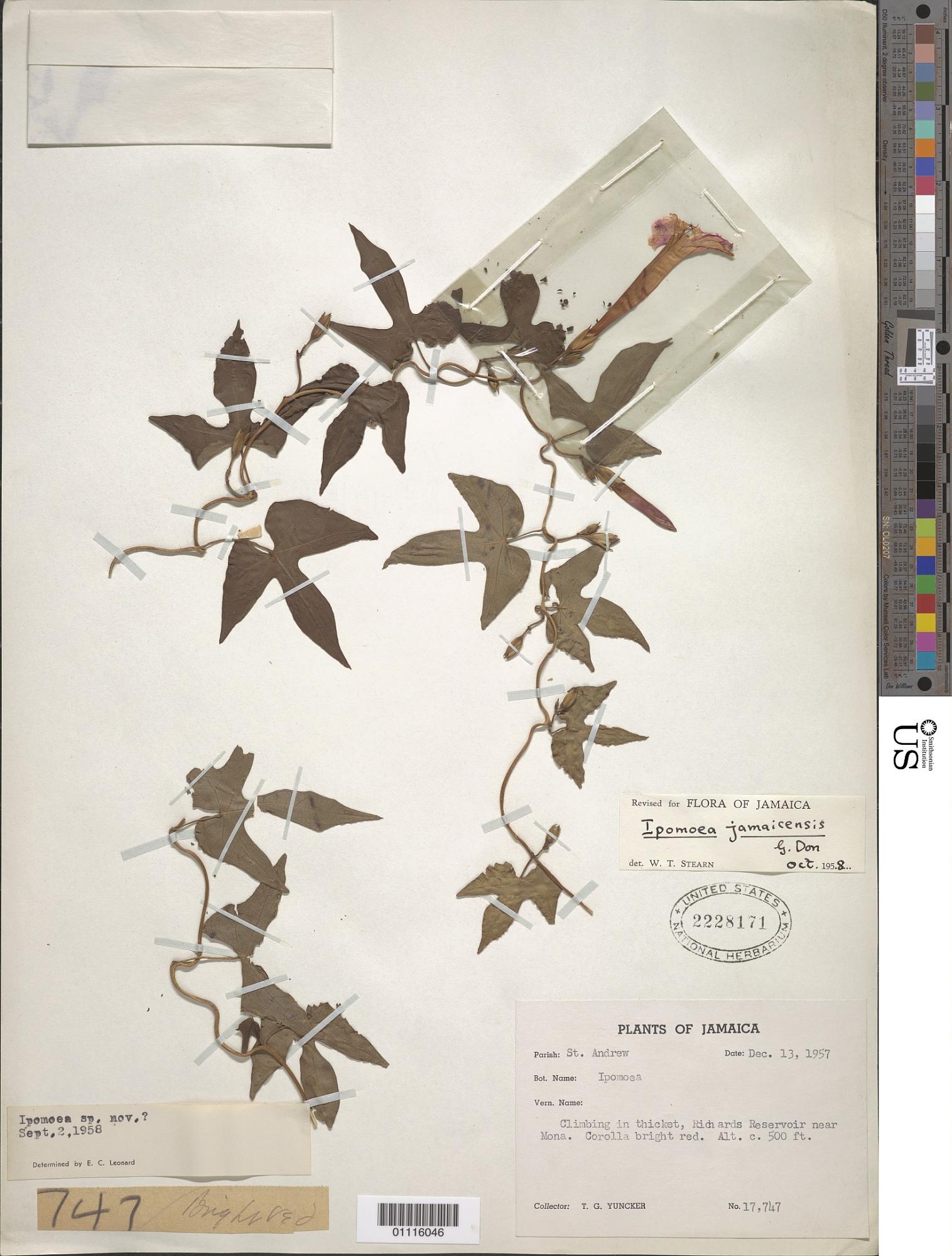 Ipomoea jamaicensis
