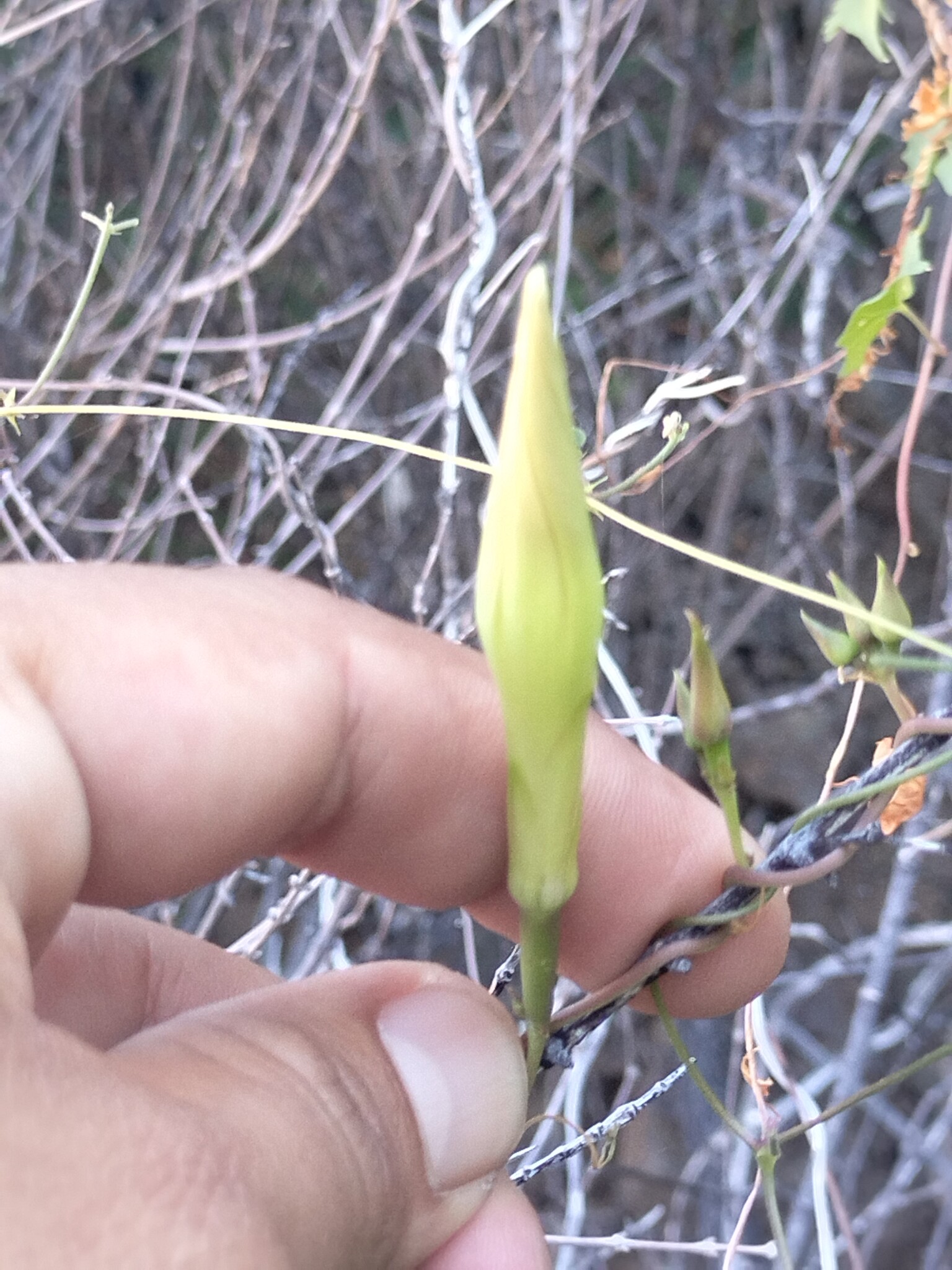 Ipomoea jicama