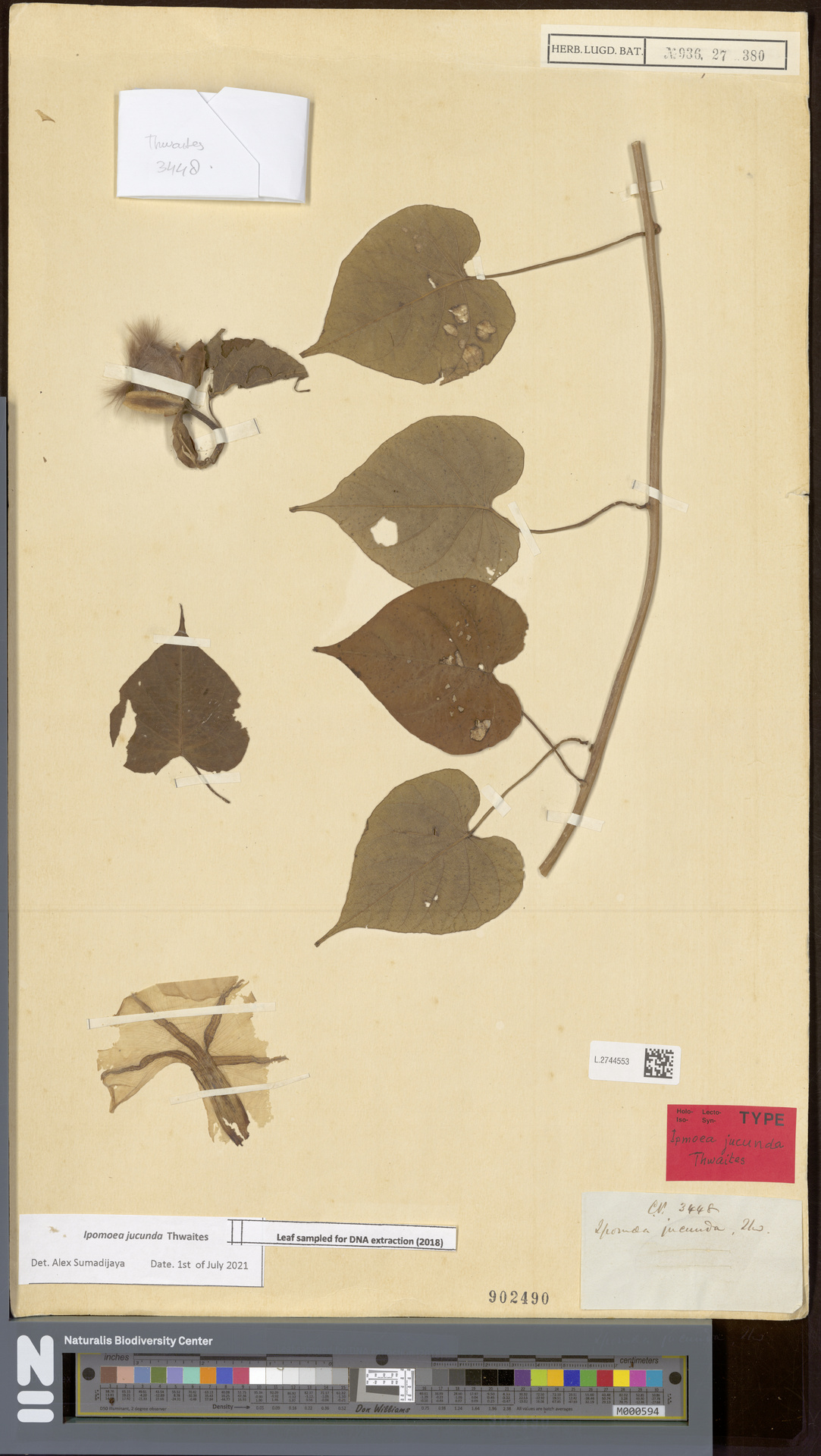 Ipomoea jucunda