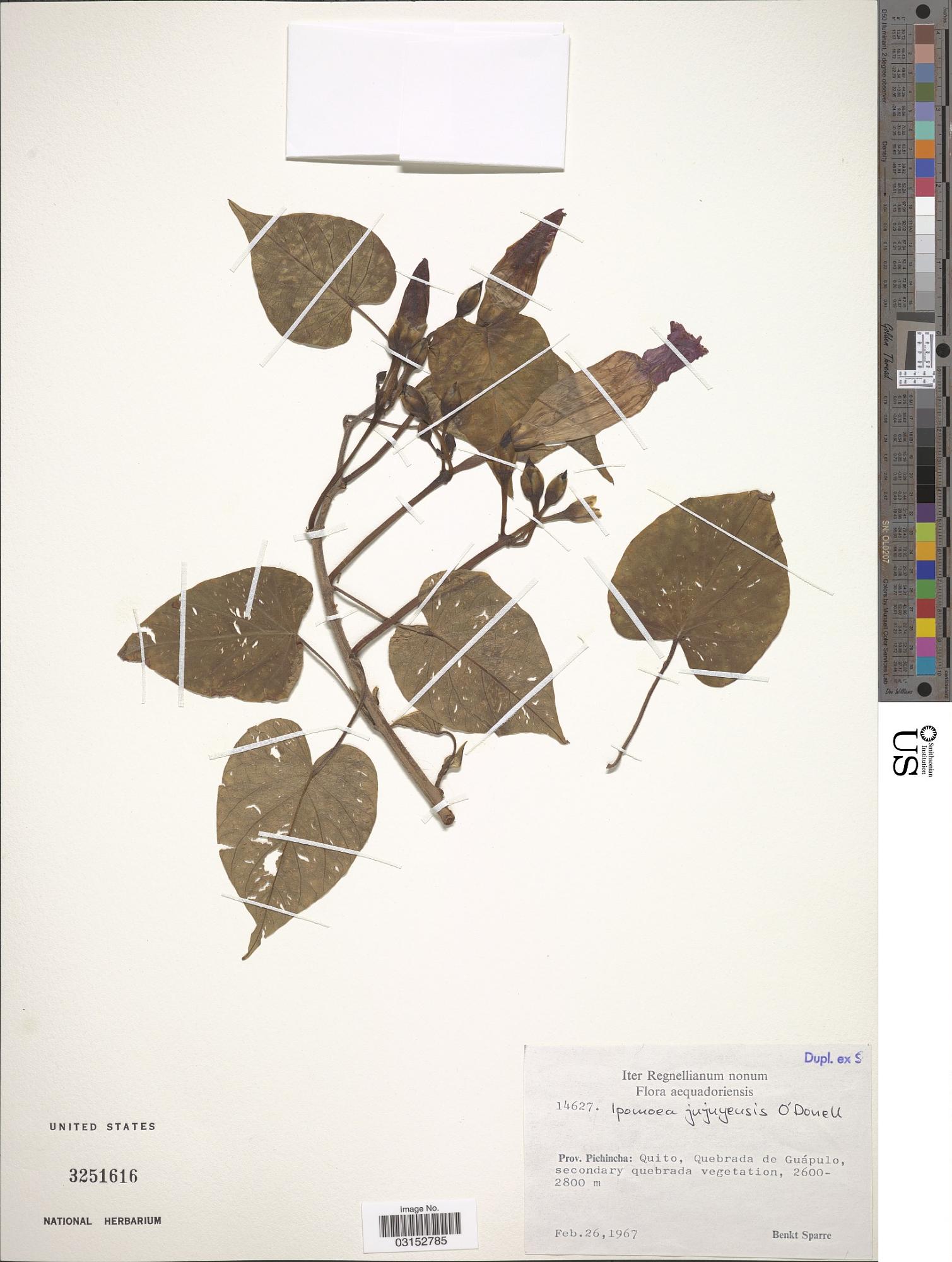 Ipomoea jujuyensis