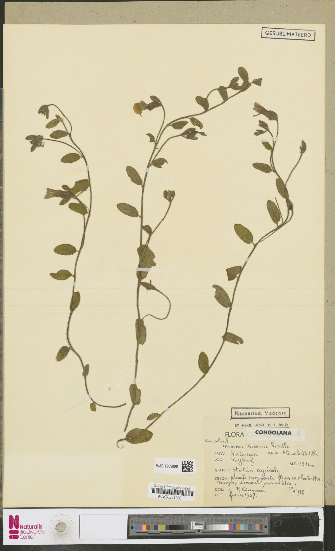 Ipomoea kassneri